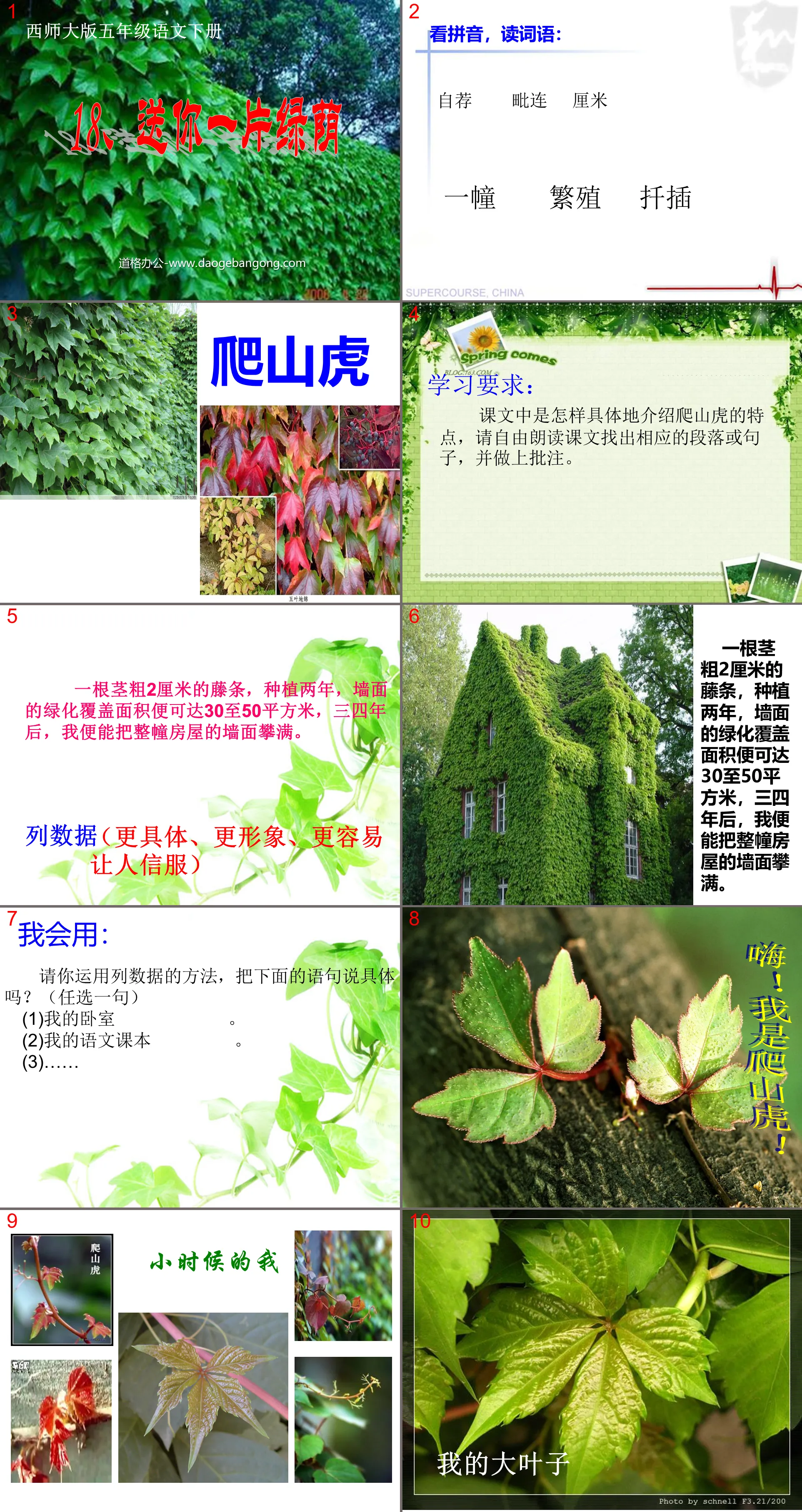 《送你一片绿荫》PPT课件4
