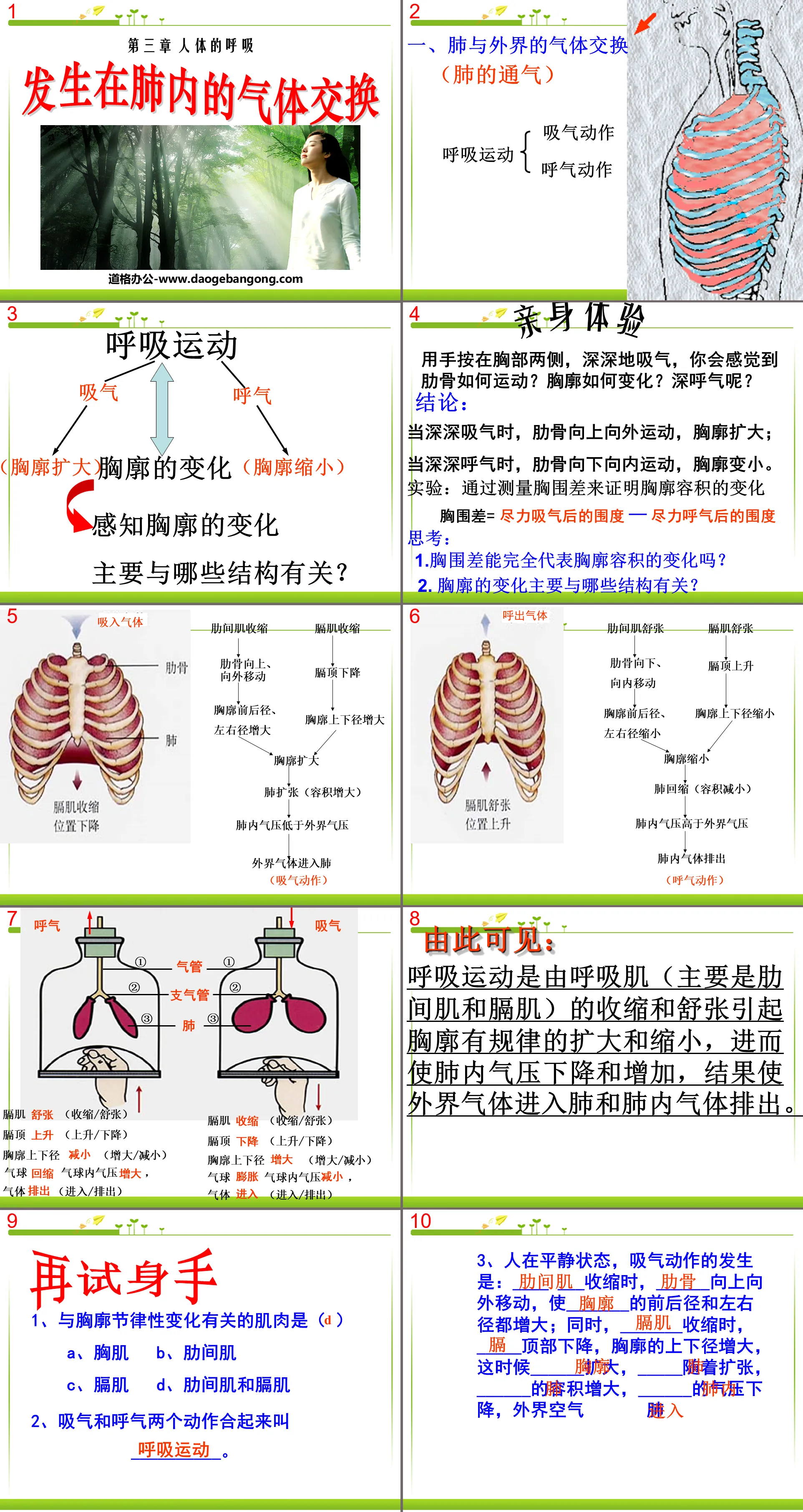 《發生在肺部的氣體交換》人體的呼吸PPT課程5