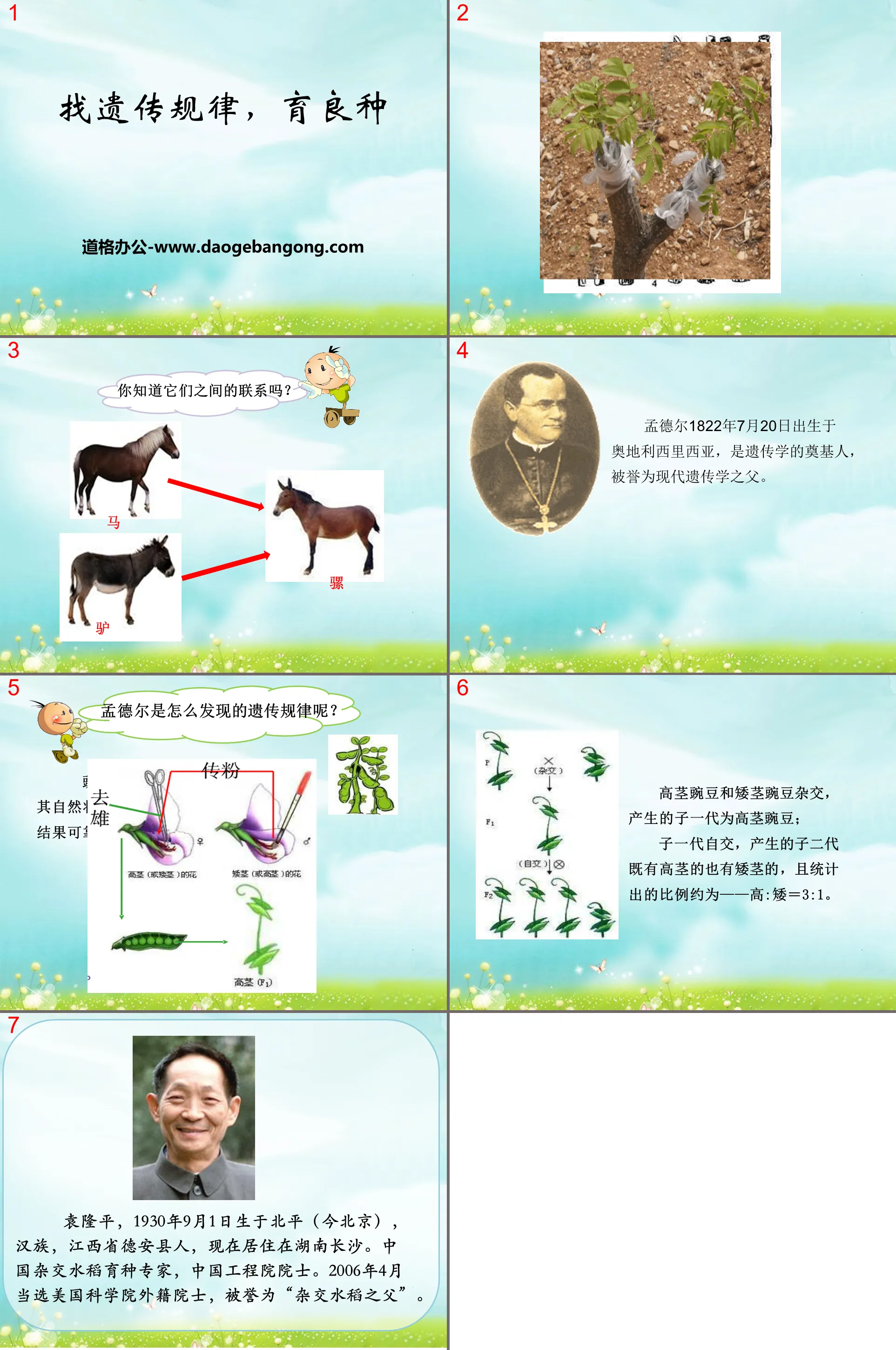 "Finding Genetic Patterns and Breeding Improved Breeds" PPT