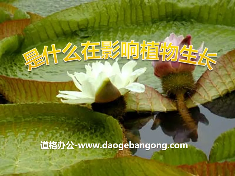 《是什么在影响植物生长》植物的生长PPT课件2
