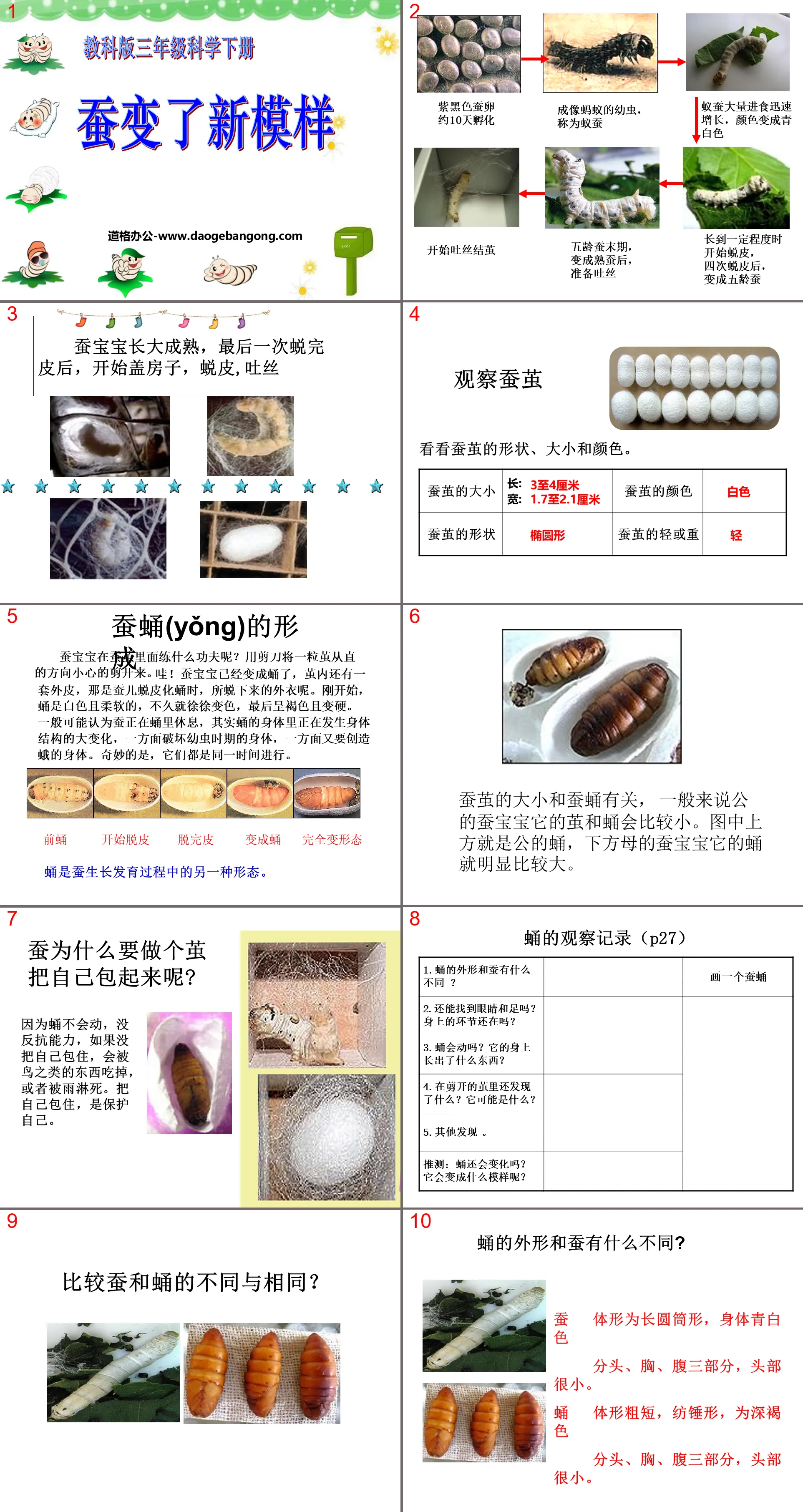 "Silkworms have changed their appearance" Animal life cycle PPT courseware 2