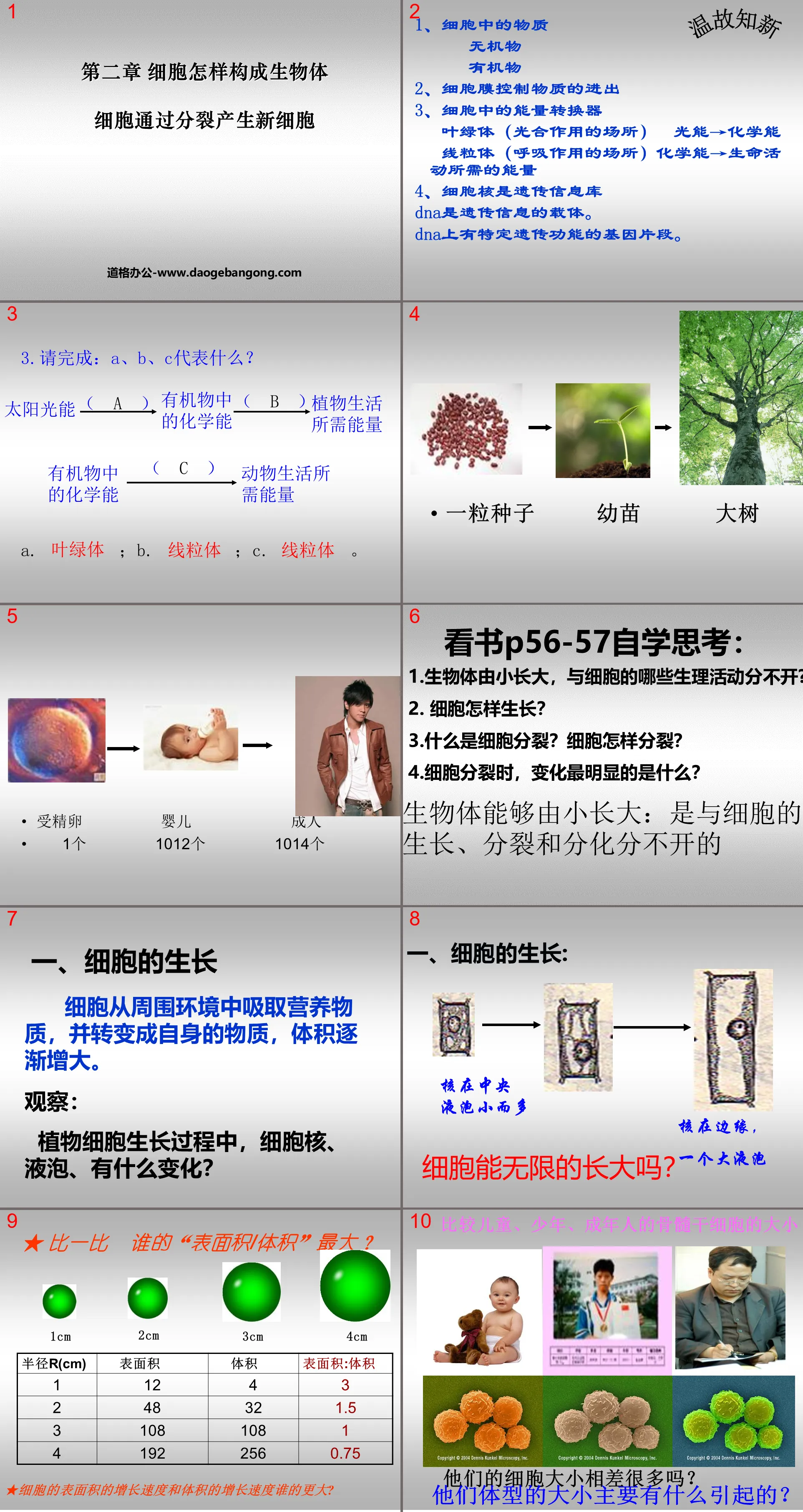 《细胞通过分裂产生新细胞》细胞怎样构成生物体PPT课件6
