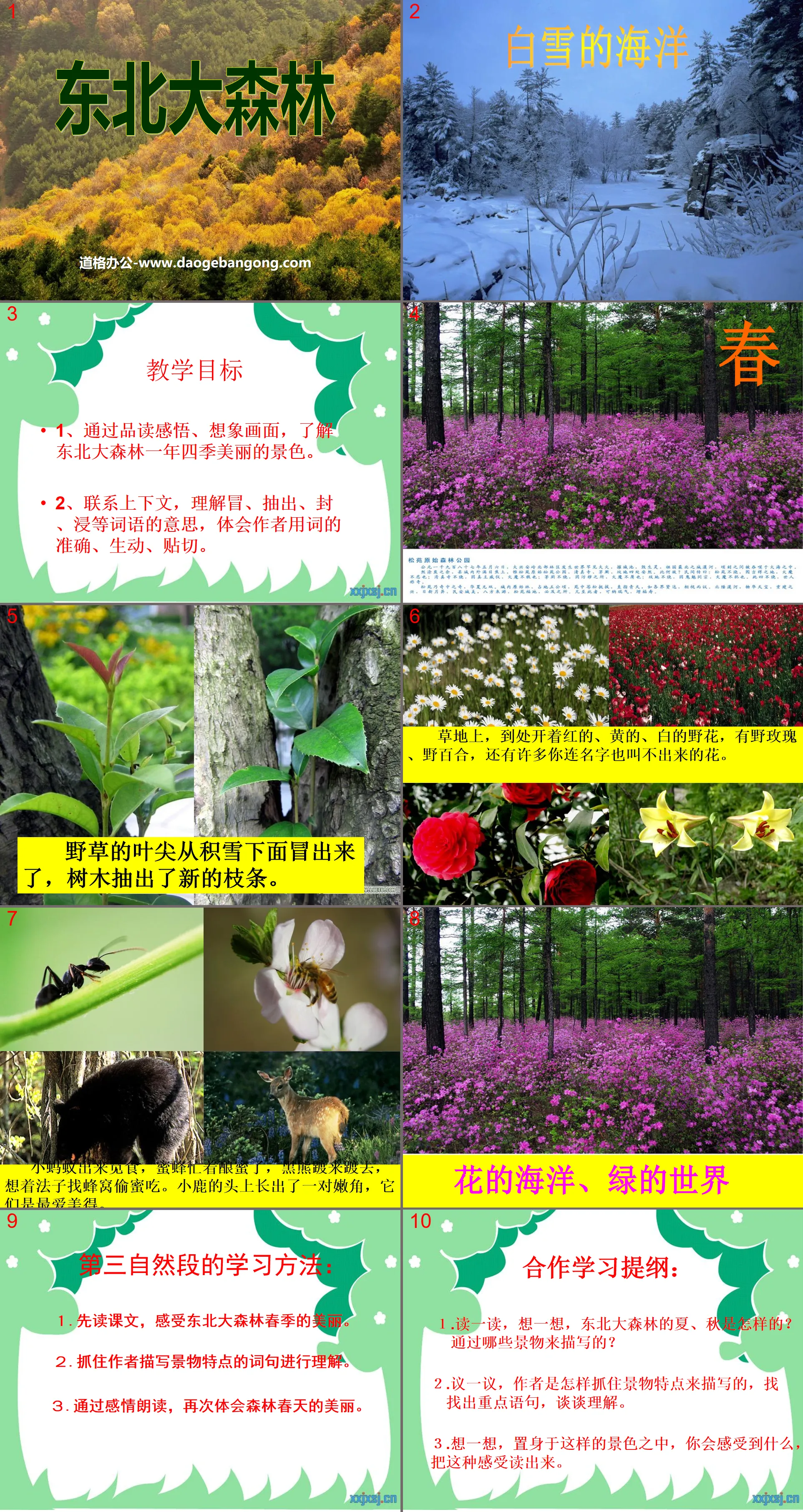 "Northeast Forest" PPT courseware 3