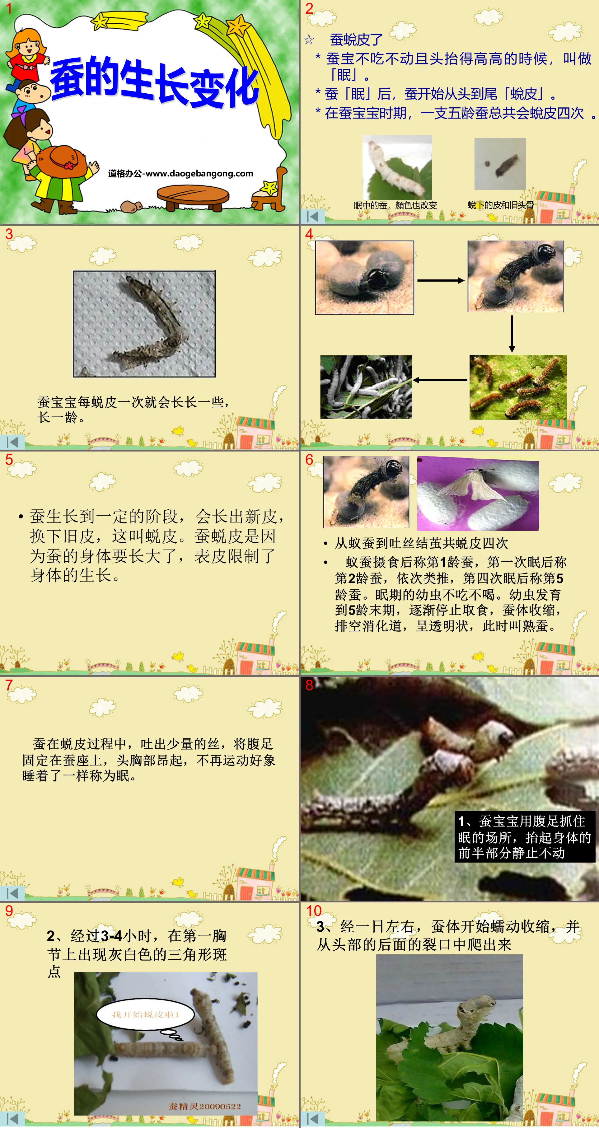 《蠶的生長變化》動物的生命週期PPT課程2