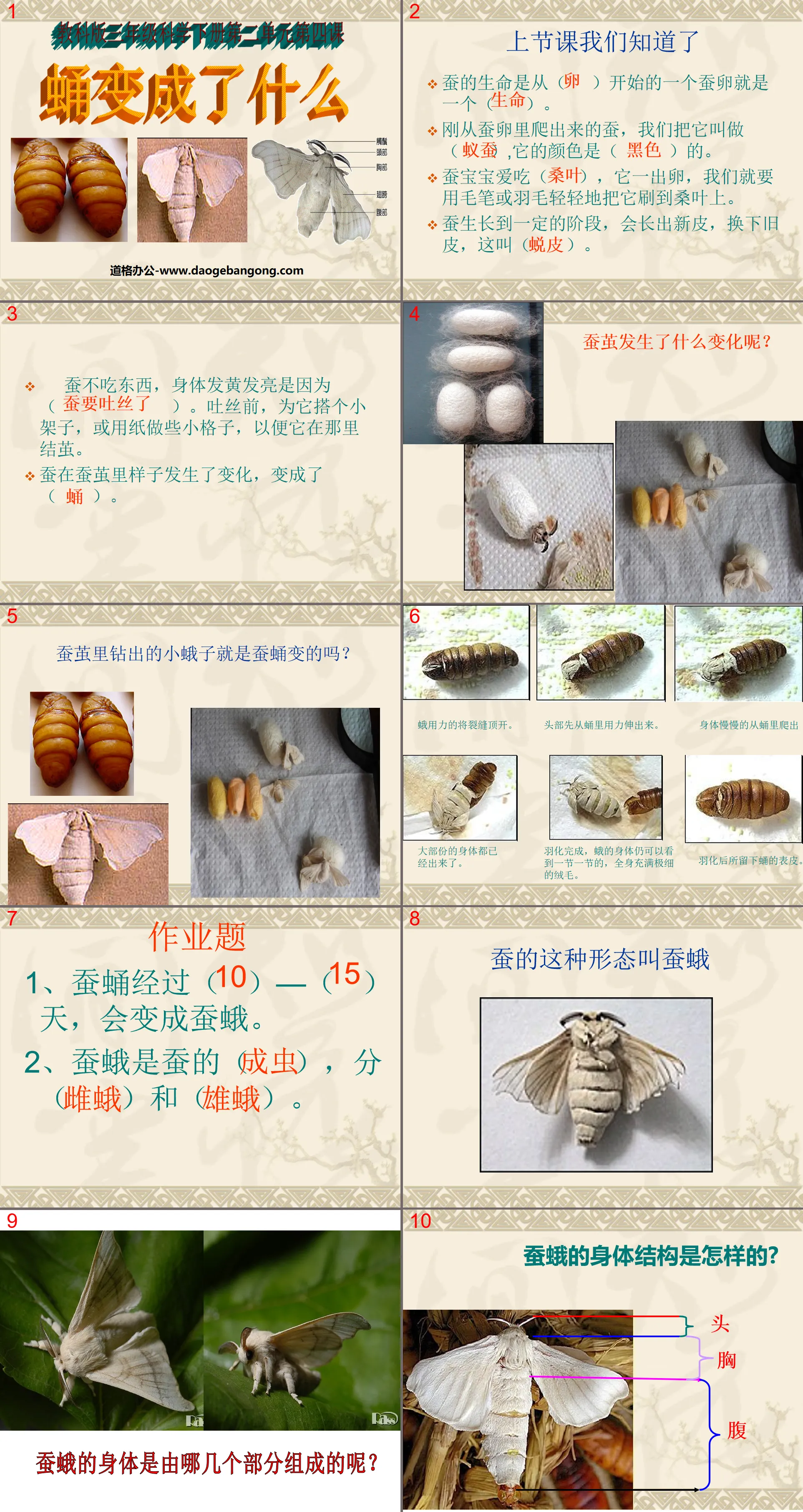 "What Becomes a Chrysalis" Animal Life Cycle PPT Courseware 3