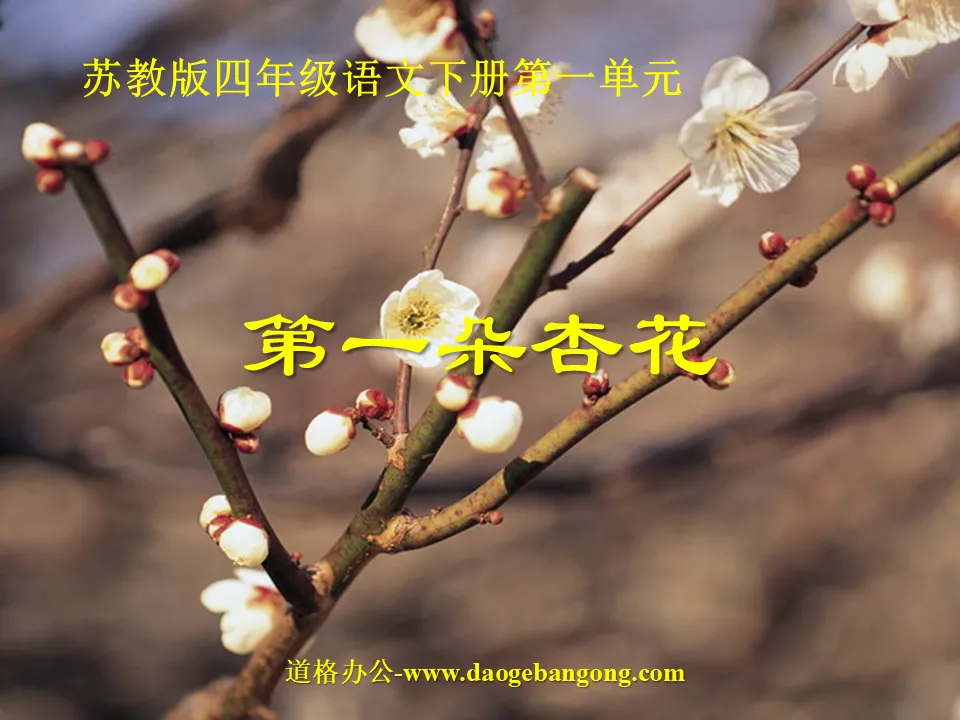 "The First Apricot Blossom" PPT courseware