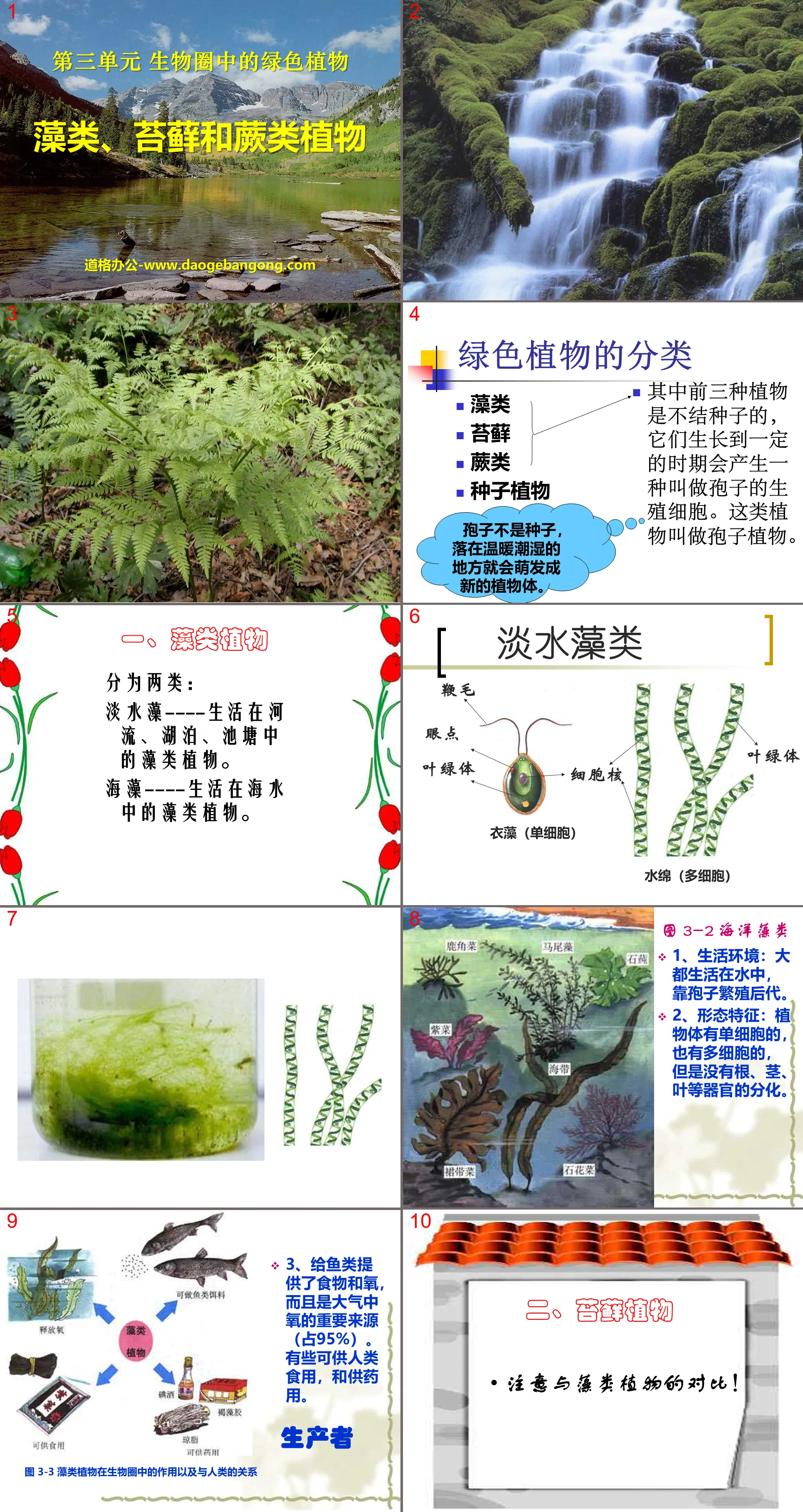 《藻類苔蘚和蕨類植物》生物圈中有哪些綠色植物PPT課件3