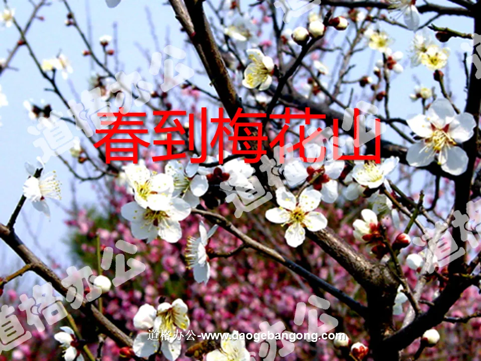 "Spring Arrives at Plum Blossom Mountain" PPT courseware