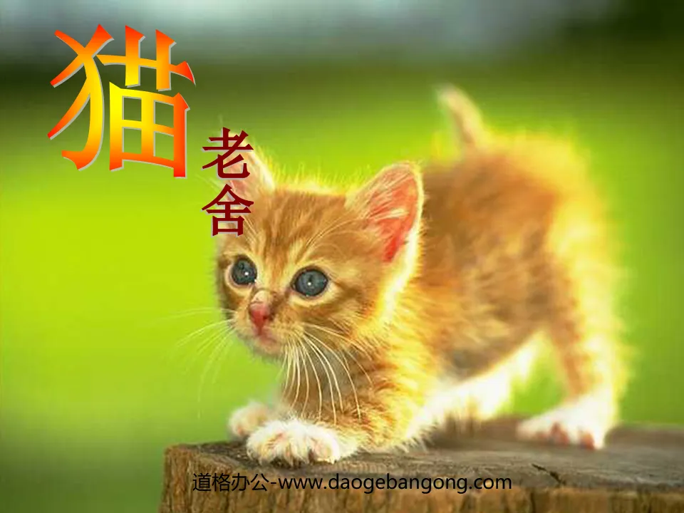 《猫》PPT课件下载5