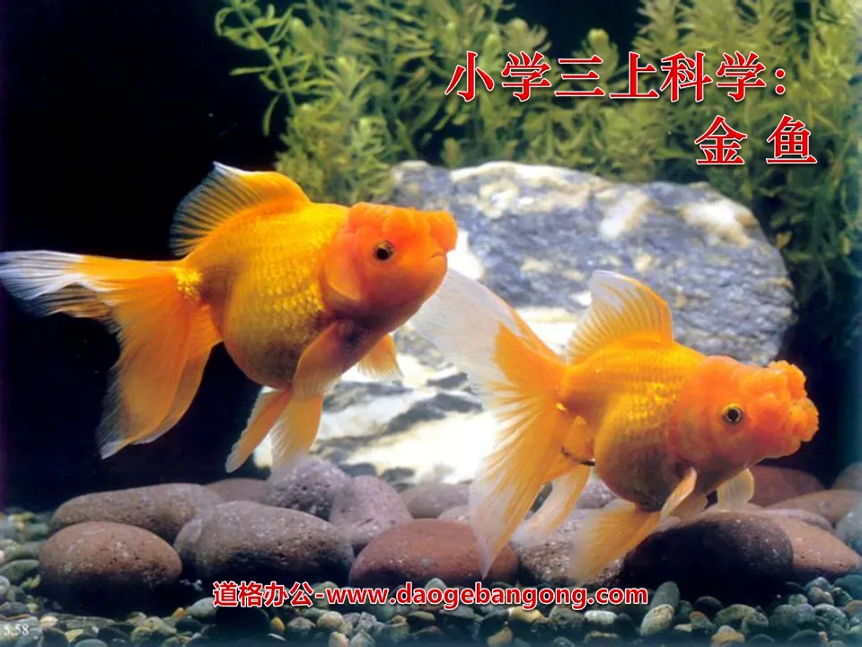 "Goldfish" Animal PPT Courseware 2