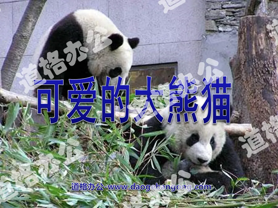 《可爱的大熊猫》PPT课件3
