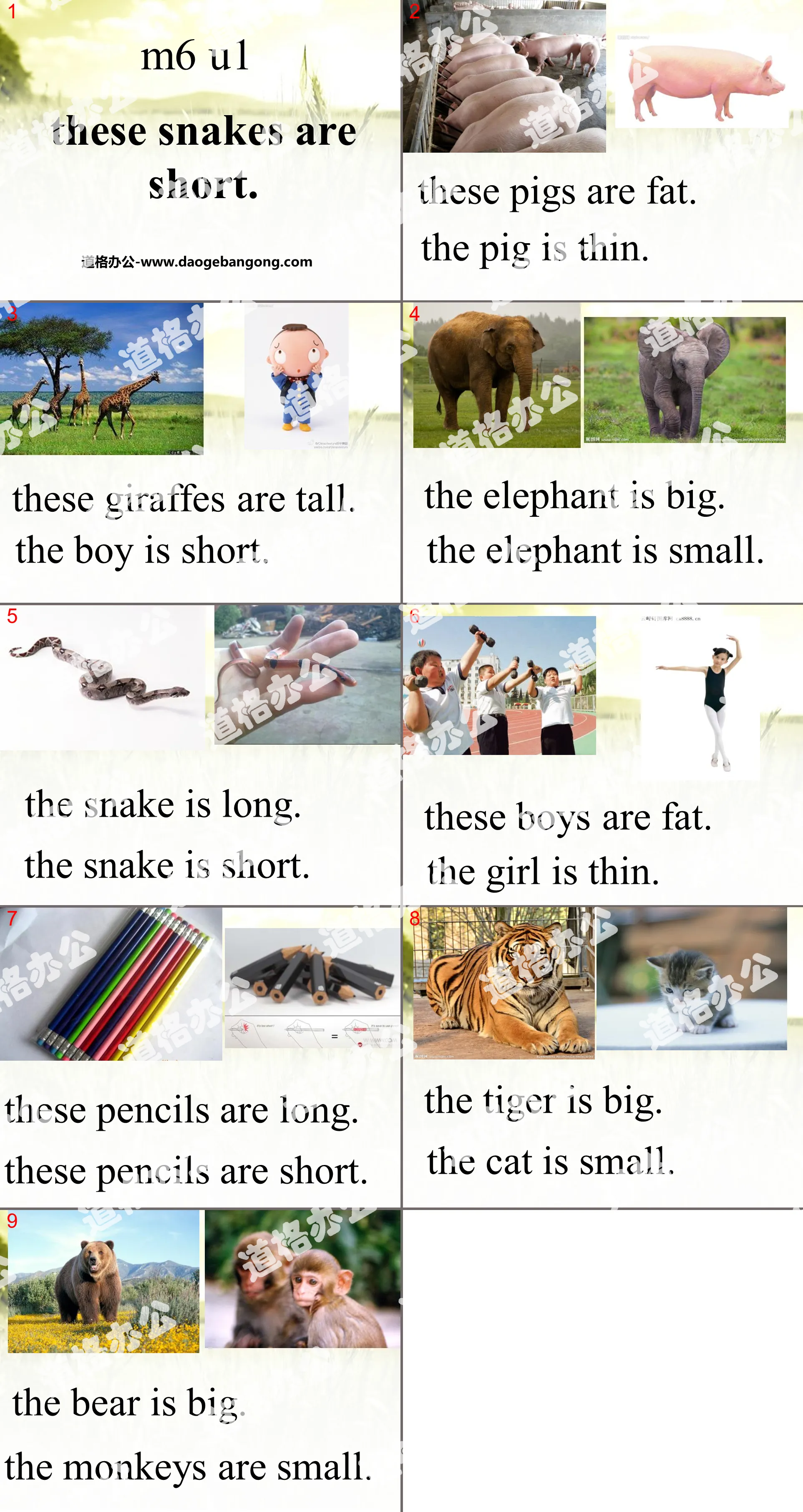 "These snakes are short" PPT courseware 3