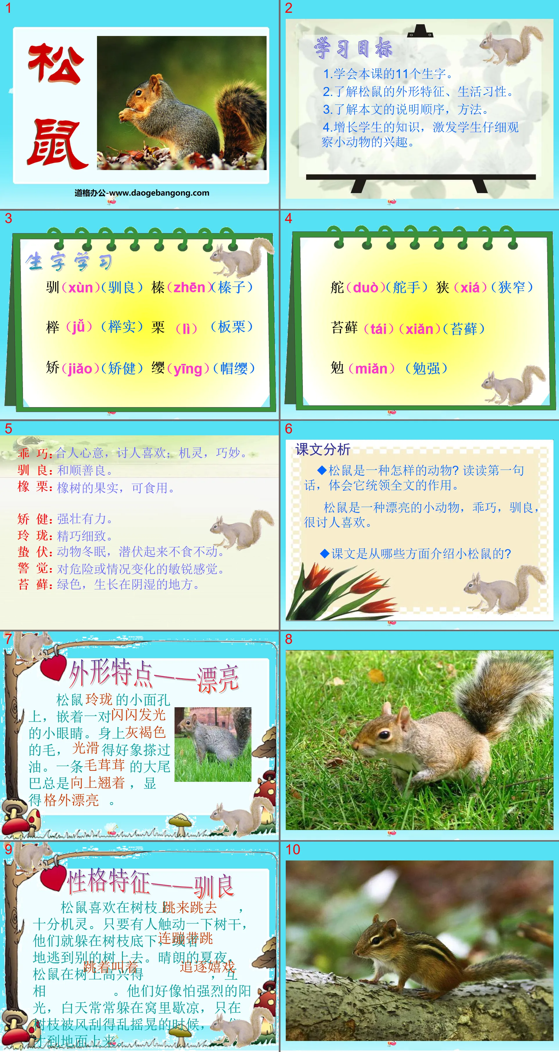 "Squirrel" PPT courseware 7