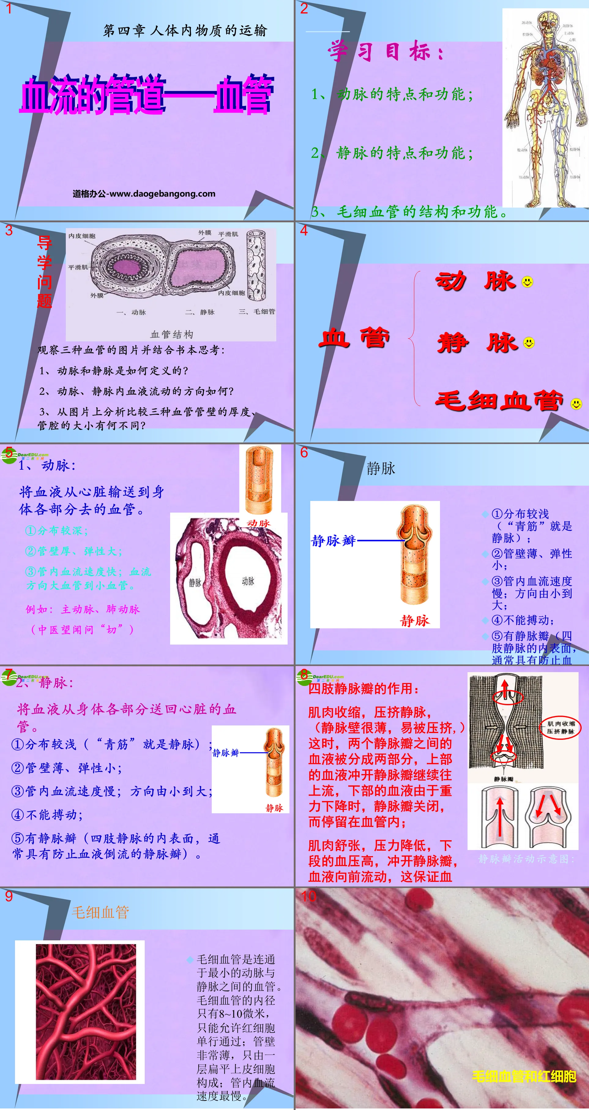 "Pipelines for Blood Flow - Blood Vessels" Transportation of Materials in the Human Body PPT Courseware 4