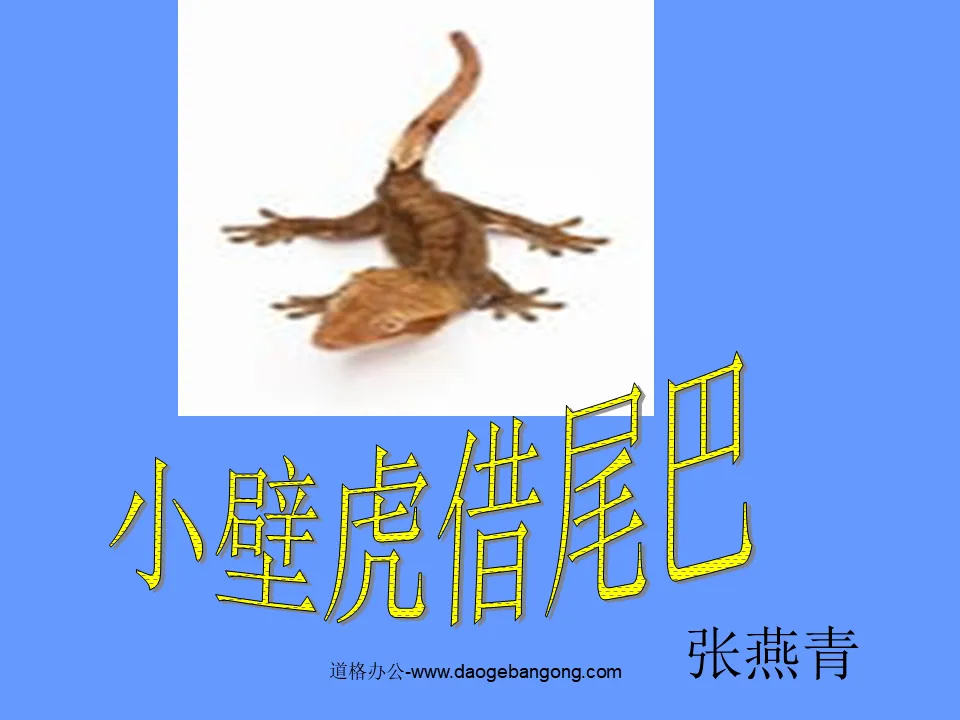 "Little Gecko Borrows Its Tail" PPT Courseware 2