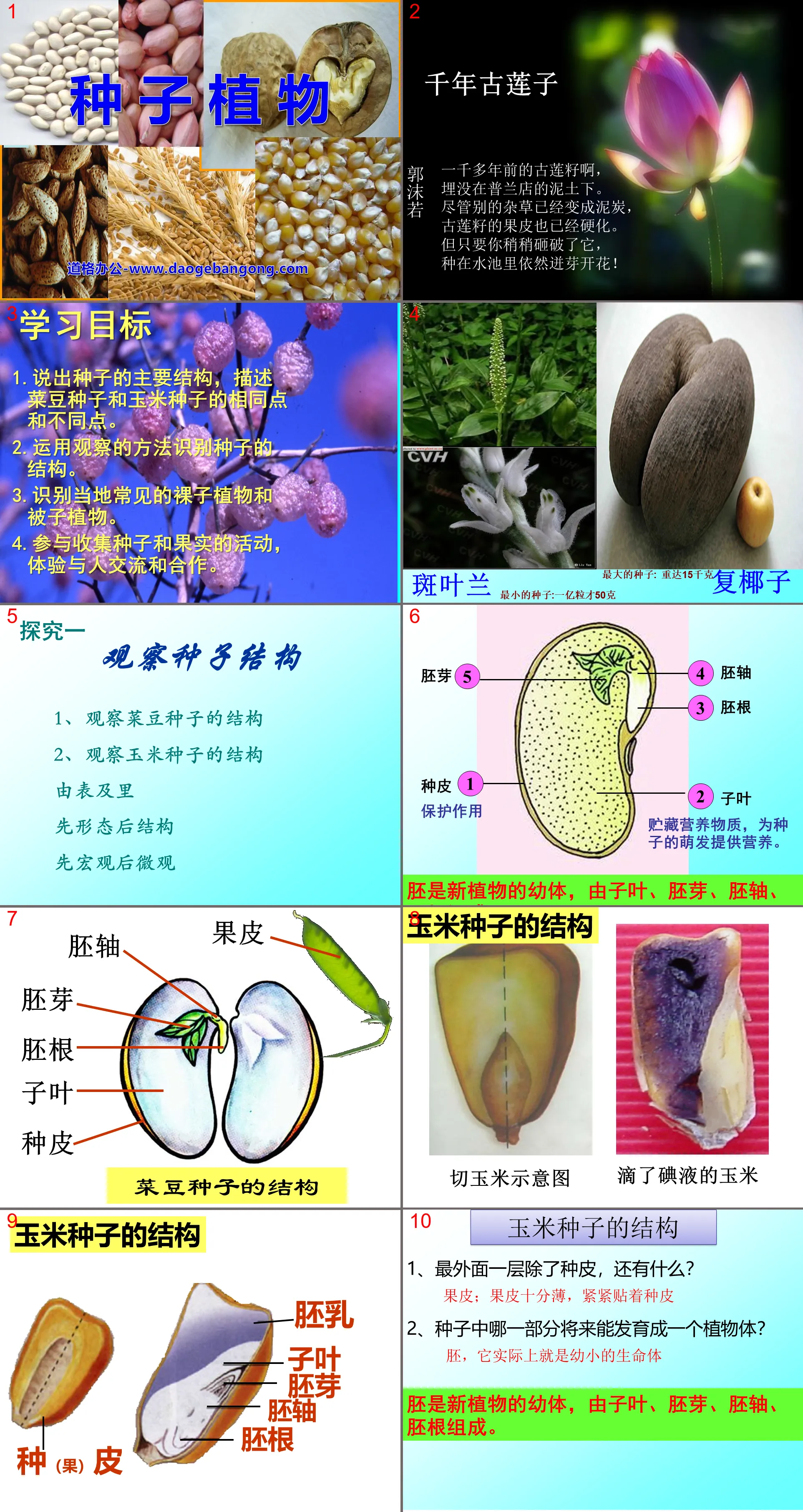 《種子植物》生物圈中有哪些綠色植物PPT課程7