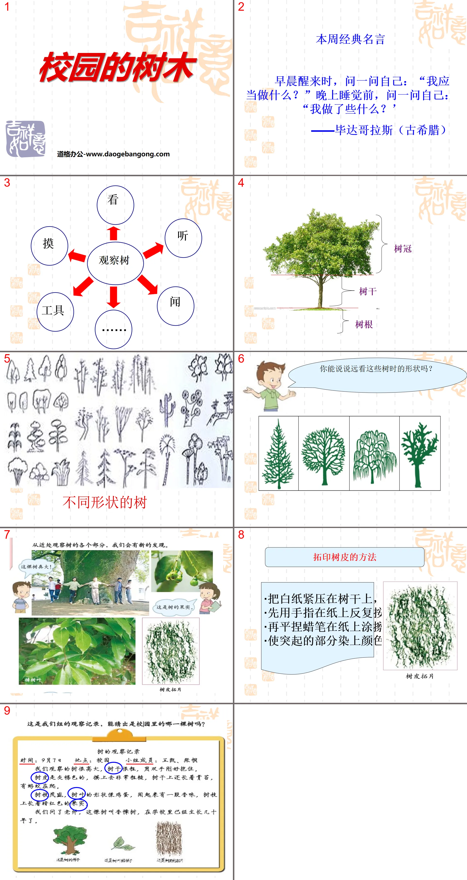 《校園的樹木》植物PPT課件4