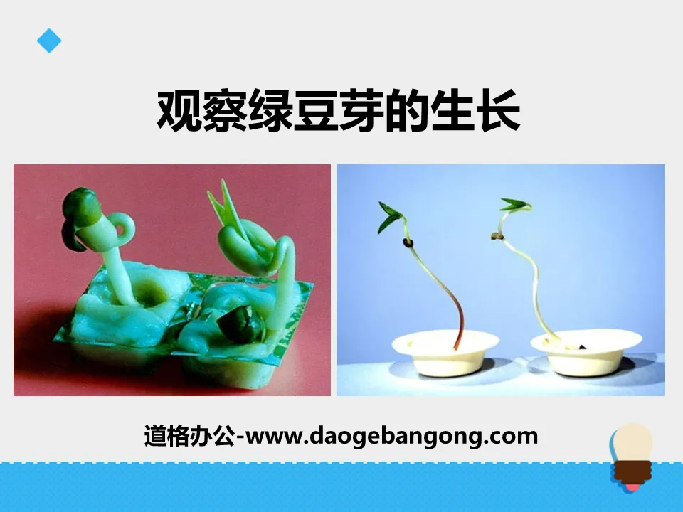 "Observing the Growth of Mung Bean Sprouts" Biology and Environment PPT Teaching Courseware