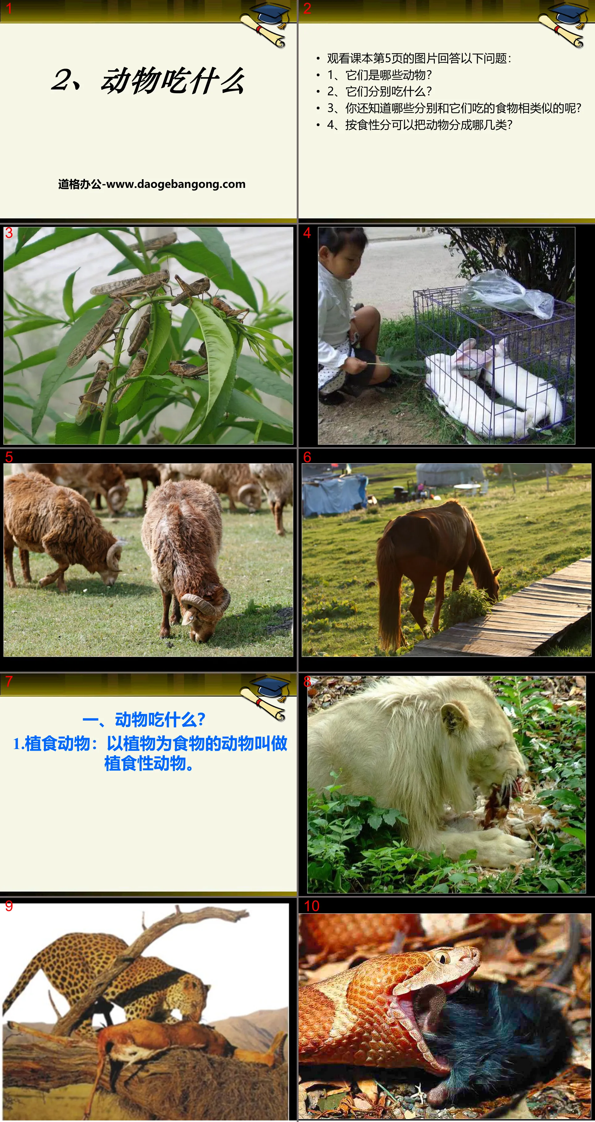 《動物吃什麼》PPT課件2