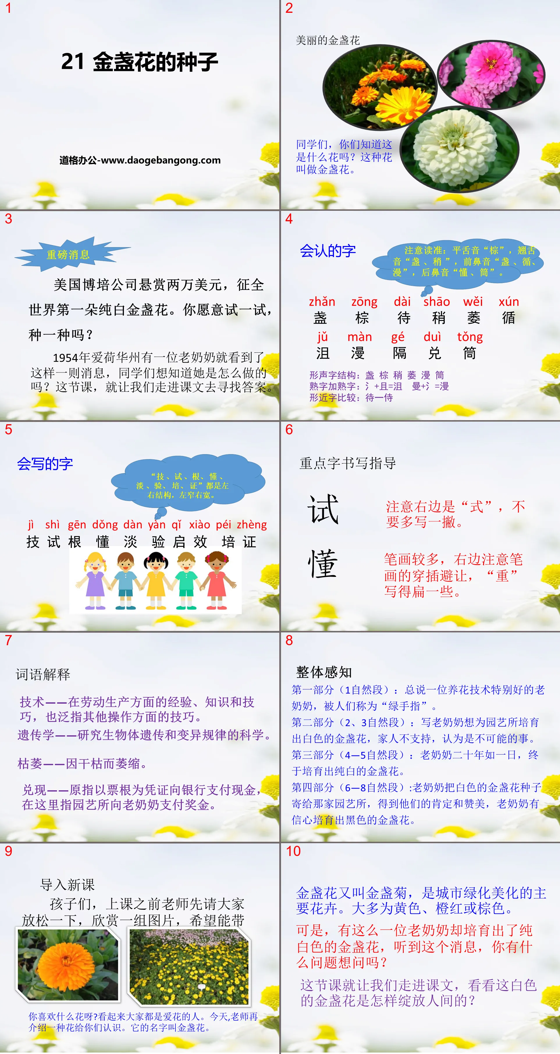 《金盏花的种子》PPT