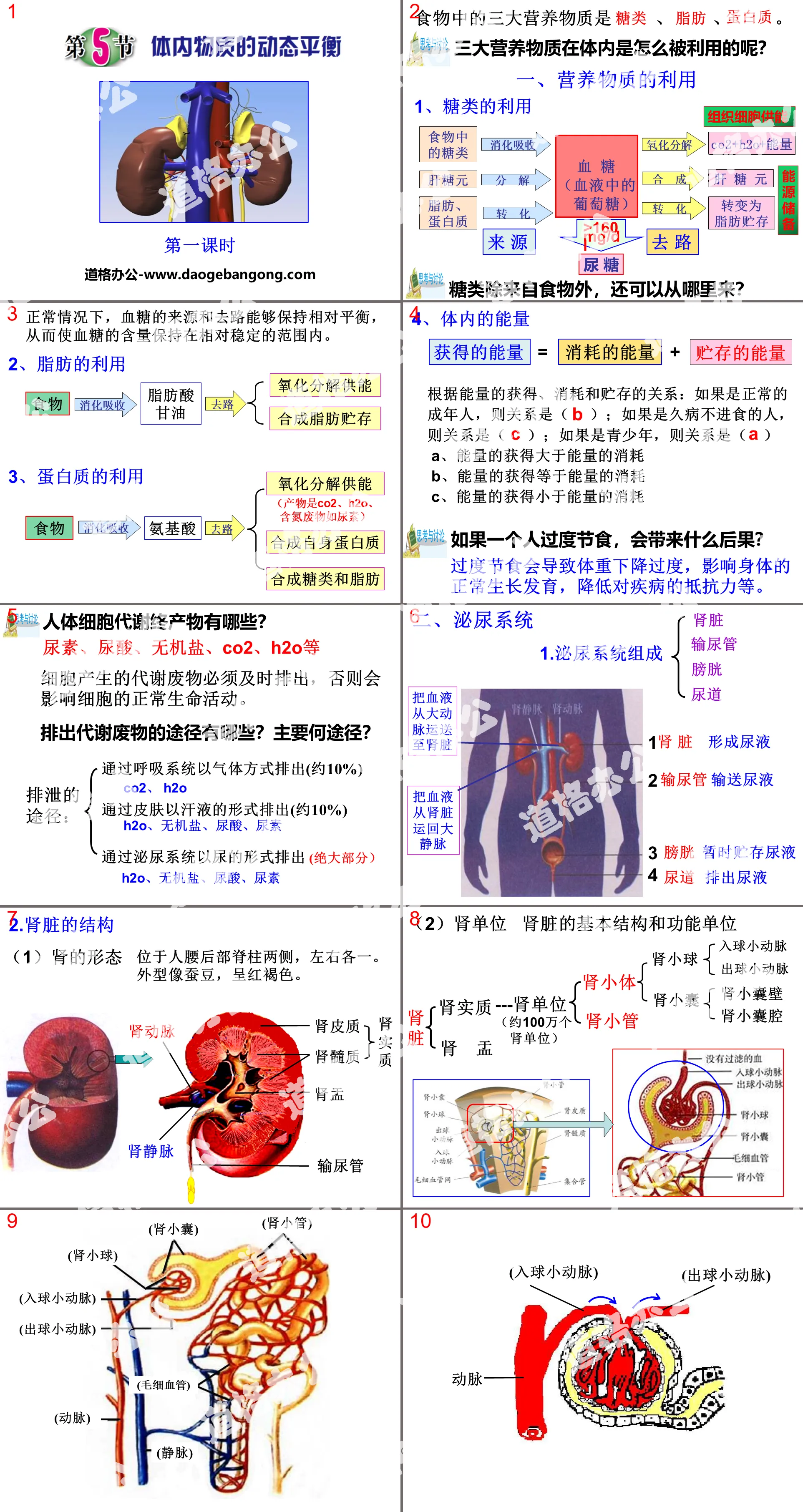 《體內物質的動態平衡》PPT下載