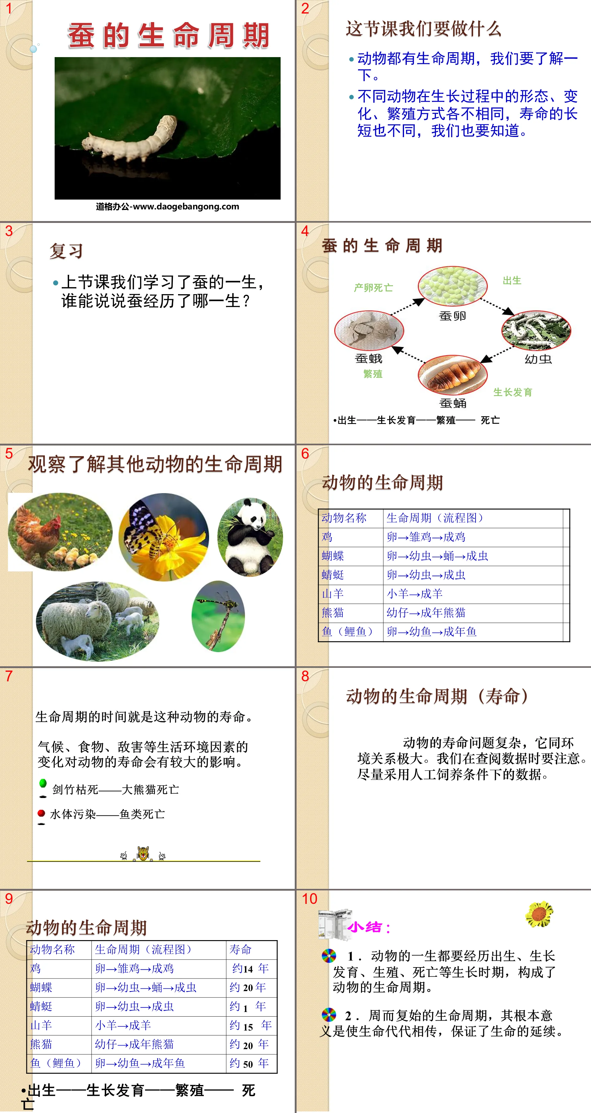 《蠶的生命週期》動物的生命週期PPT課件3