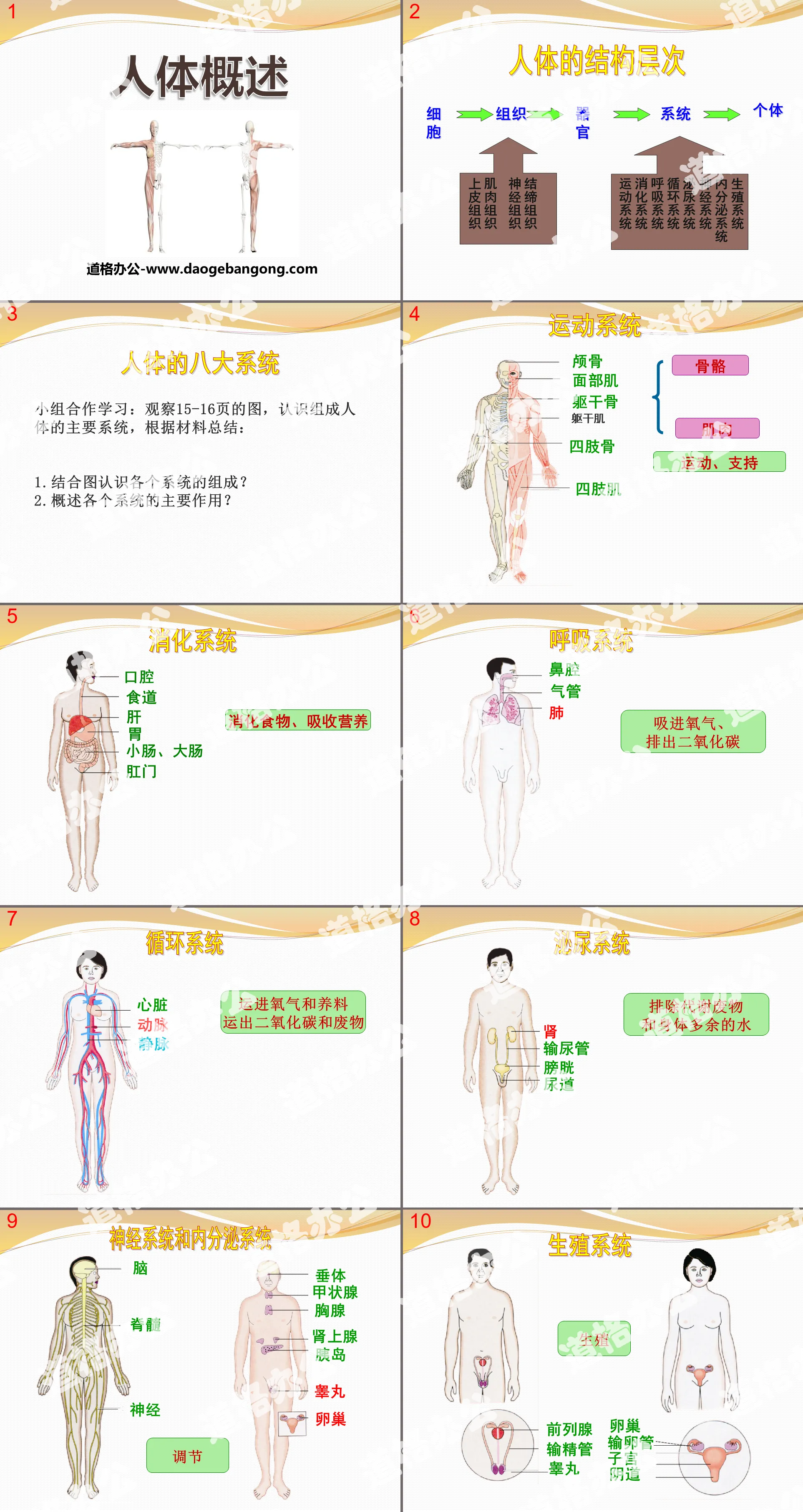 "Overview of the Human Body" PPT