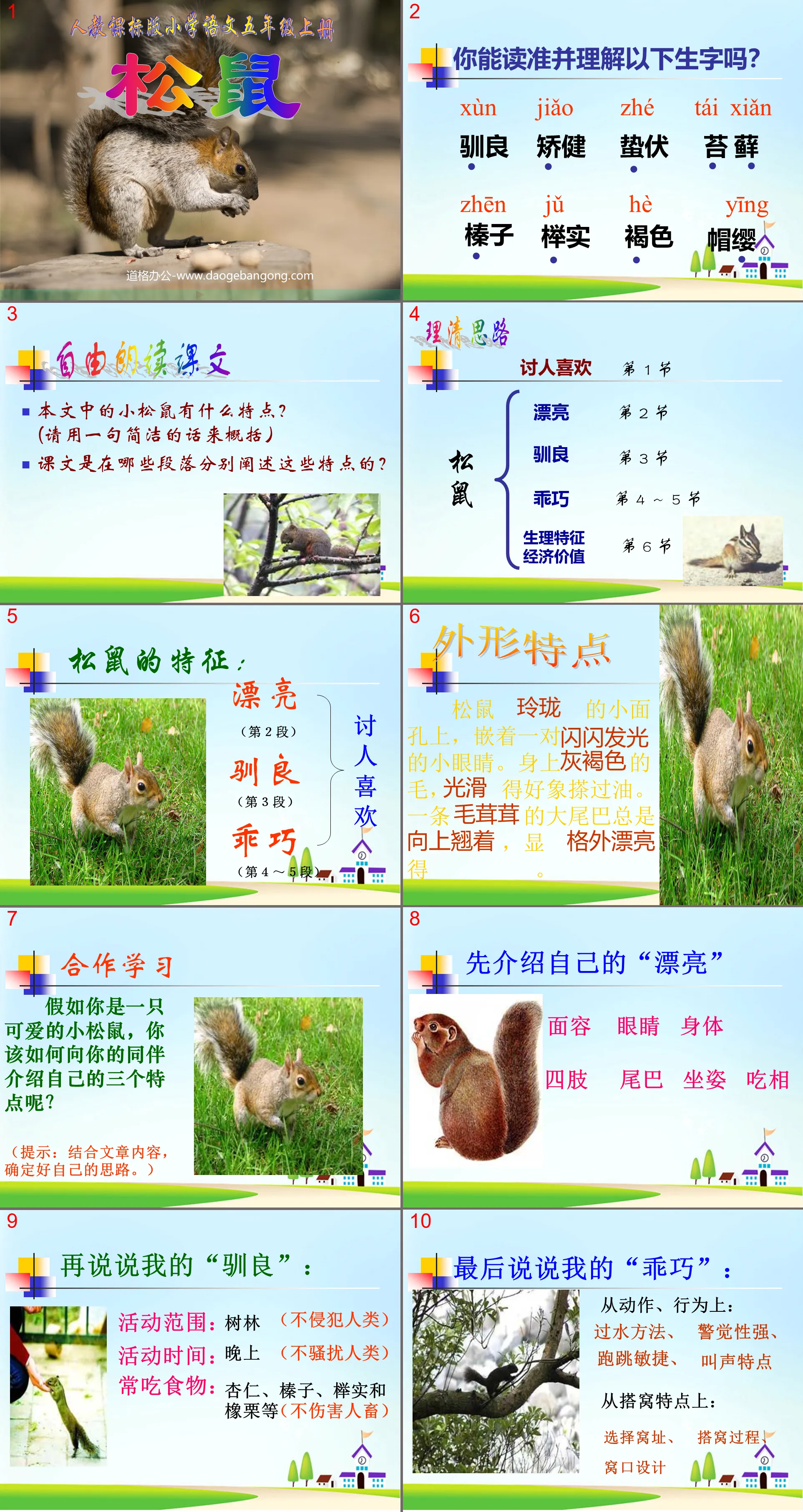 "Squirrel" PPT courseware download 2