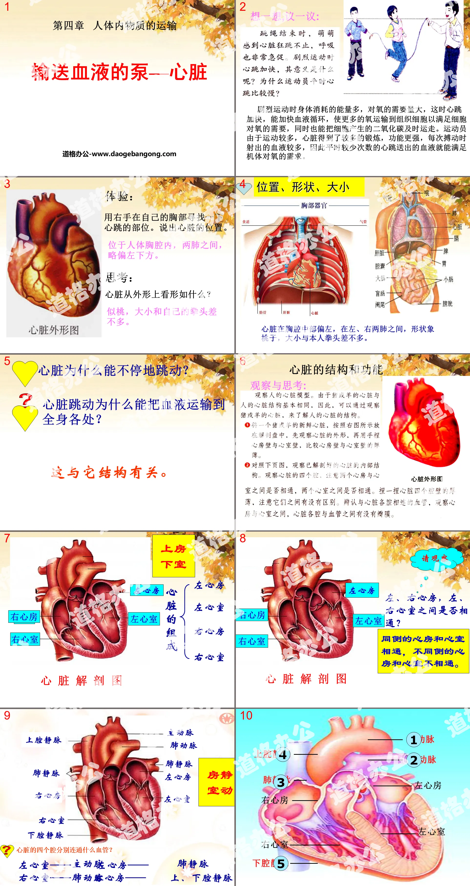 "The Pump that Transports Blood - Heart" Transport of Materials in the Human Body PPT Courseware 4