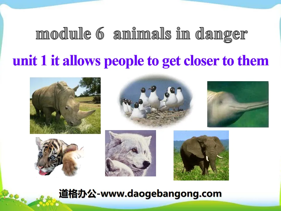 《It allows people to get closer to them》Animals in danger PPT课件3
