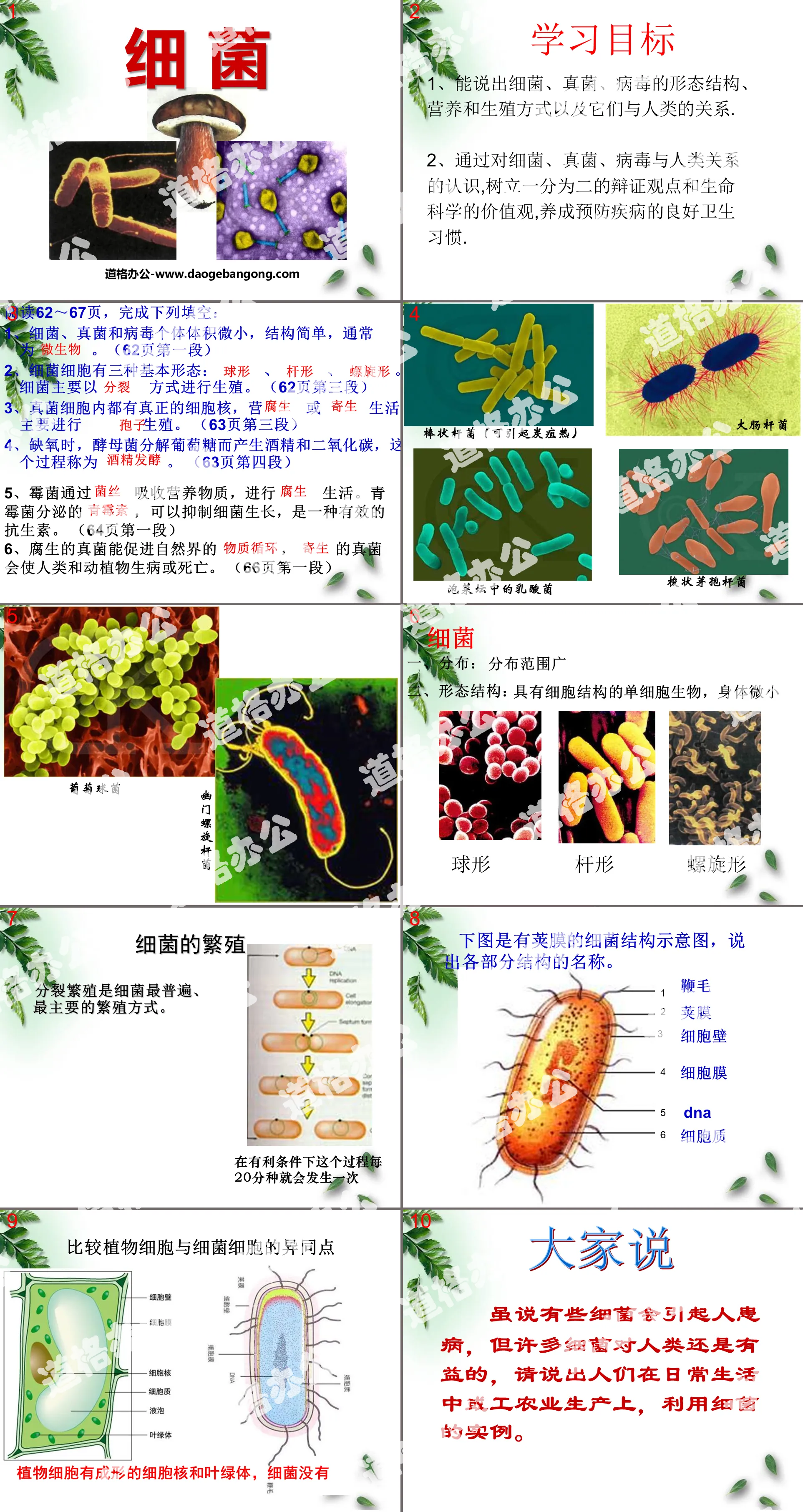 "Bacteria" Bacteria and Fungi PPT Courseware 7