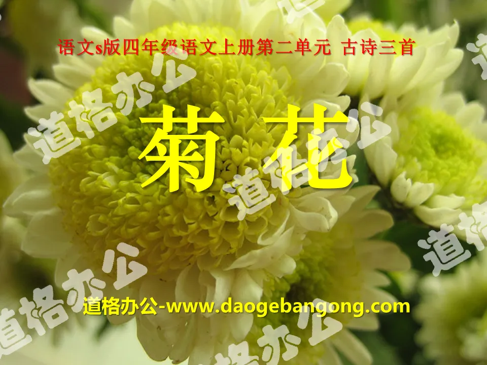 "Chrysanthemum" PPT courseware