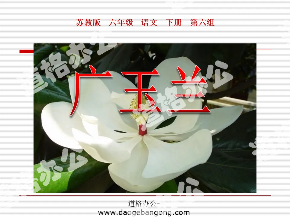 "Magnolia Guang" PPT courseware