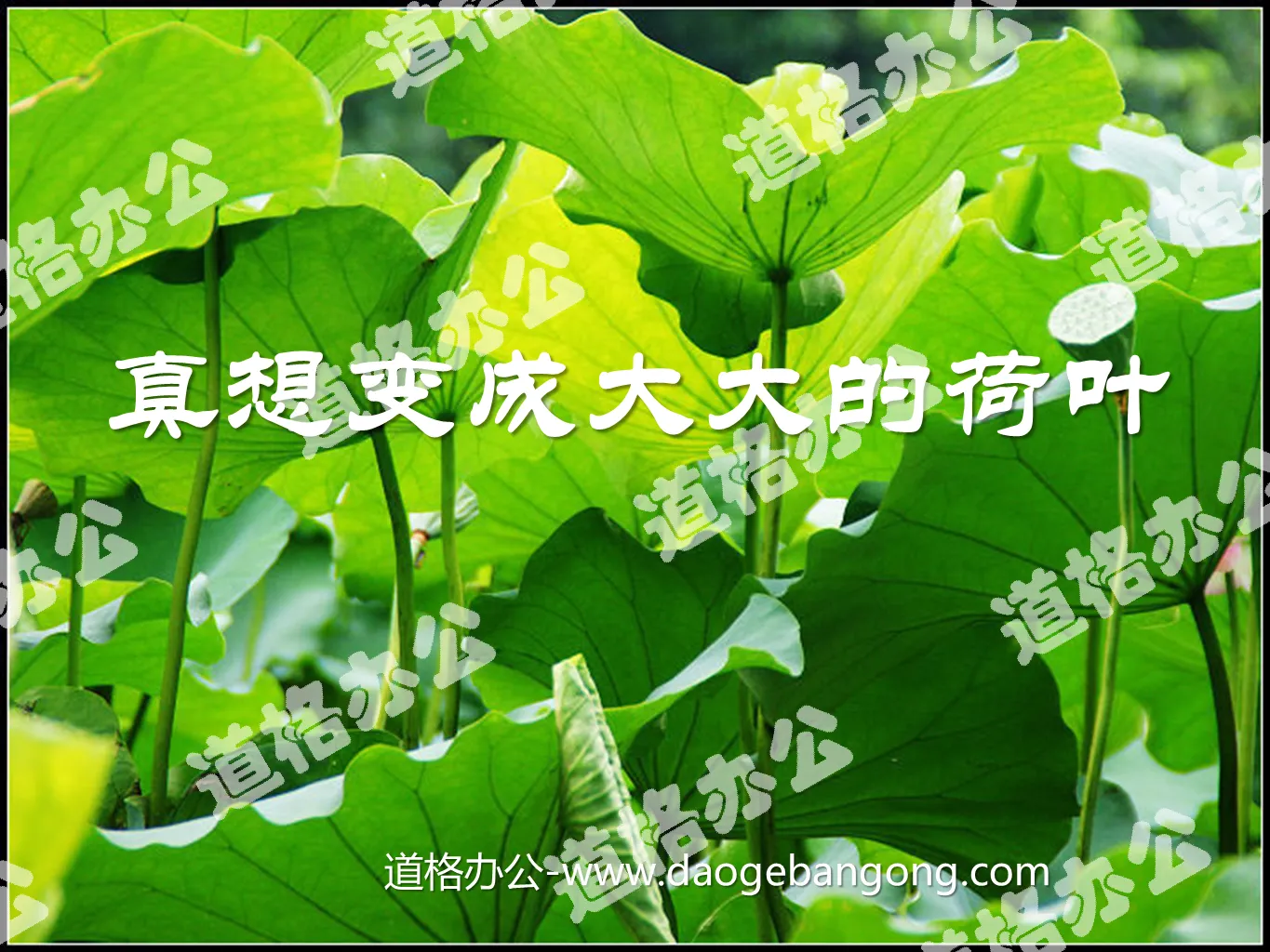"I really want to become a big lotus leaf" PPT courseware 4