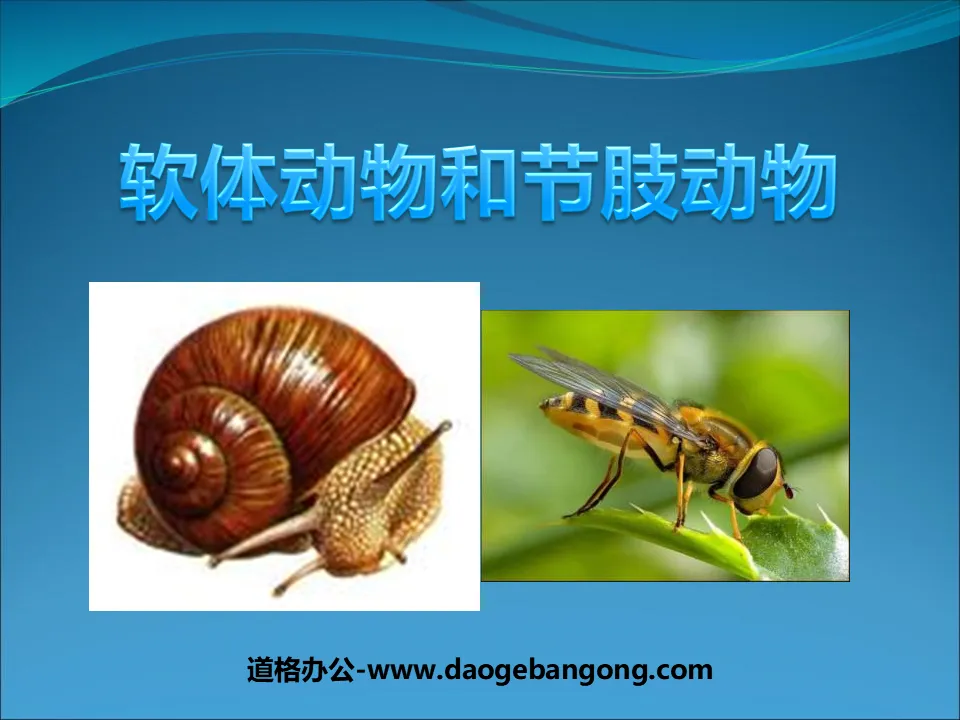 "Mollusks and Arthropods" PPT courseware on the main groups of animals