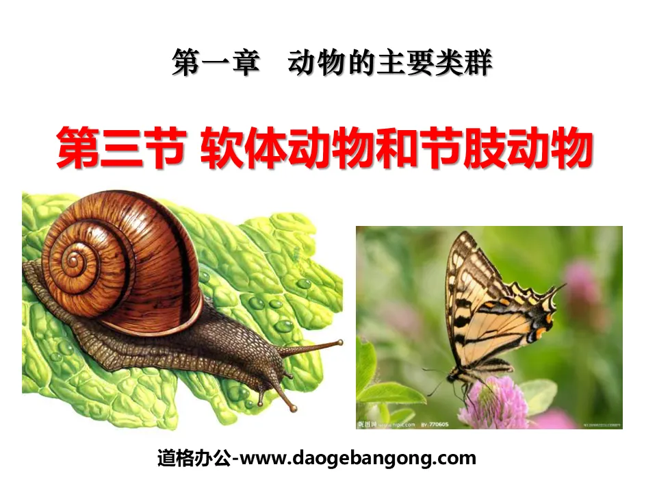 "Mollusks and Arthropods" Main Groups of Animals PPT Courseware 5
