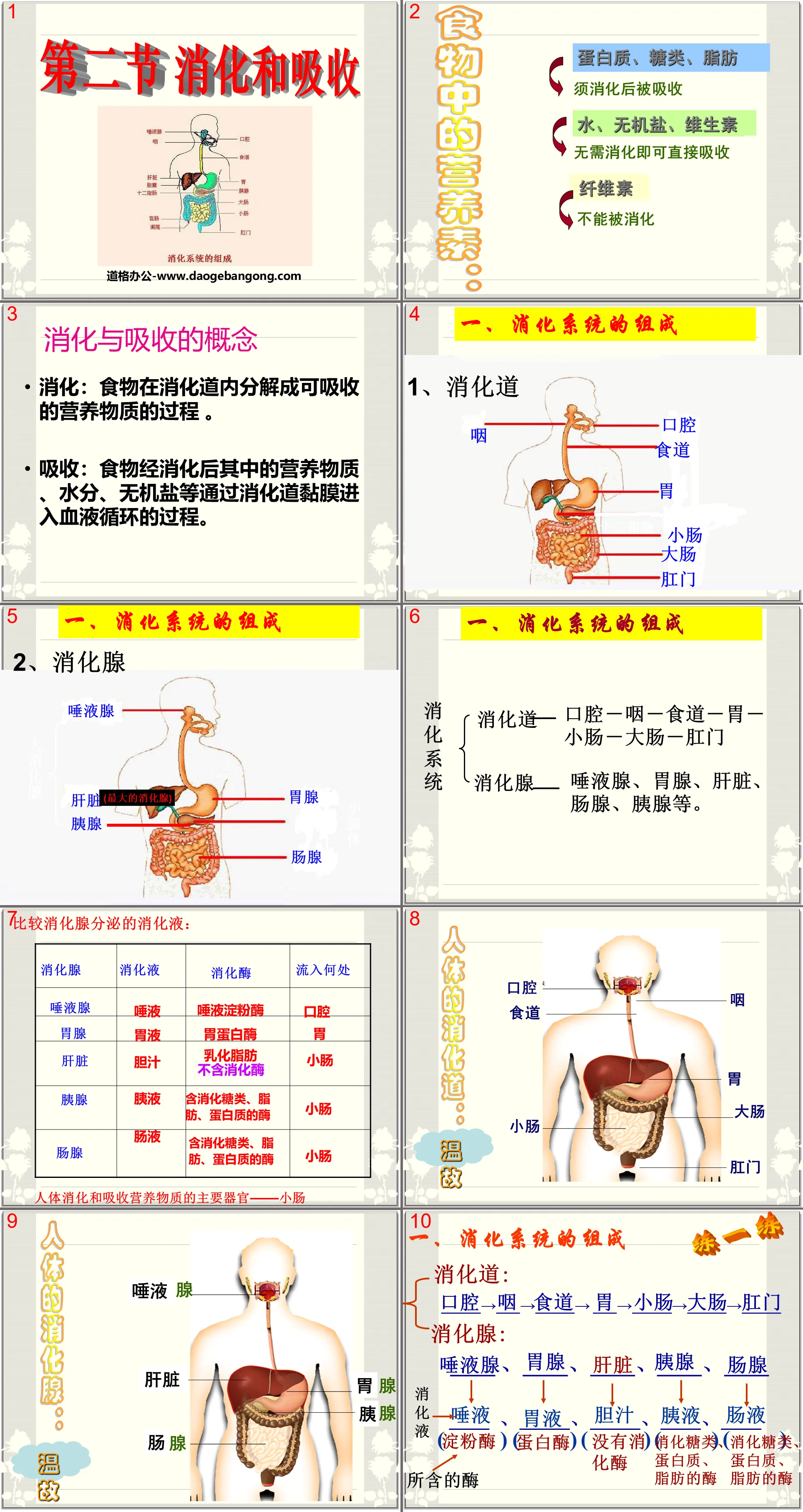 "Digestion and Absorption" Human Nutrition PPT Courseware 2