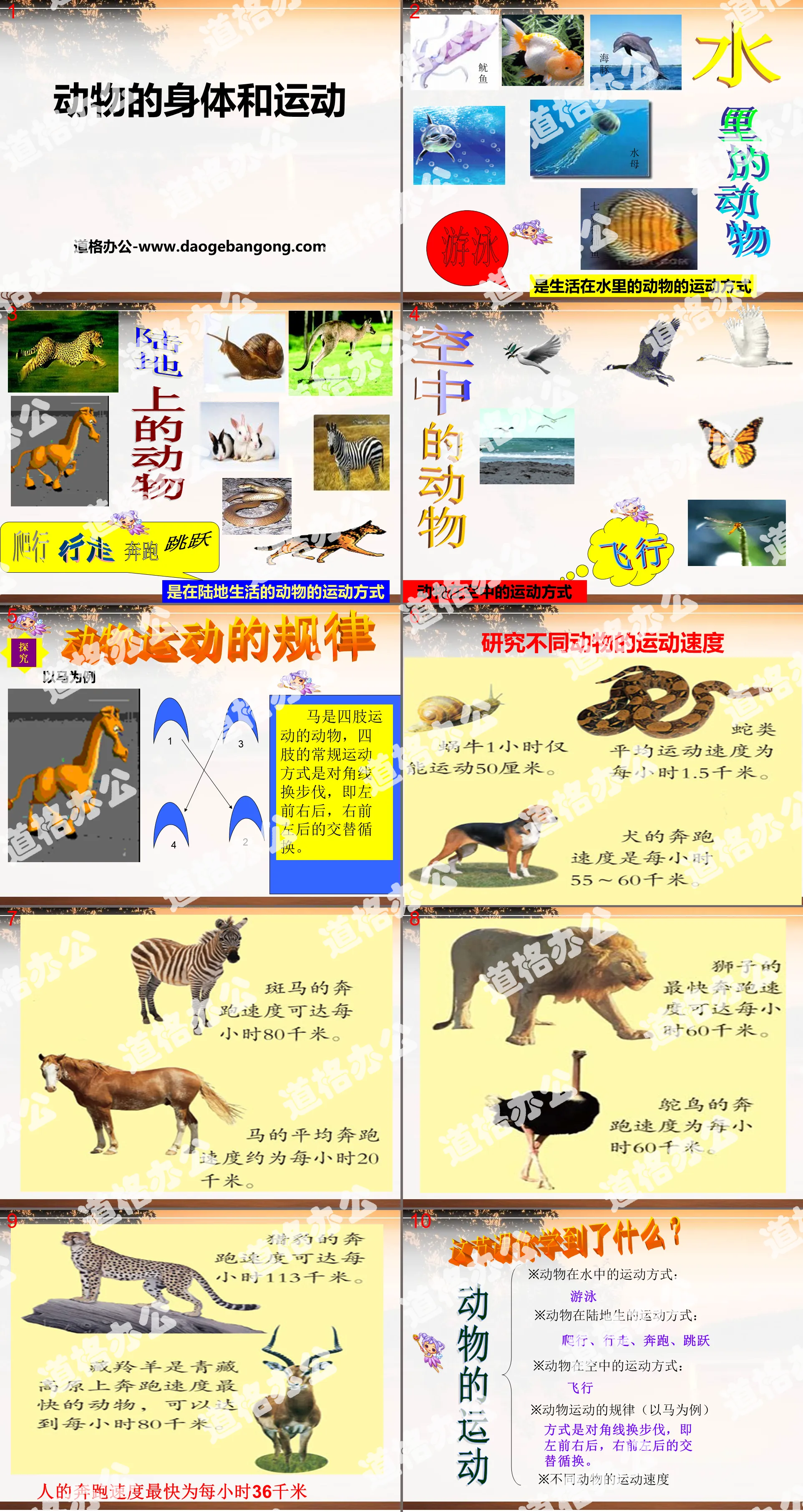 "Animal Body and Movement" Animal Life PPT Courseware