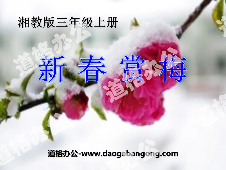 "Appreciating Plum Blossoms in the New Year" PPT Courseware 2
