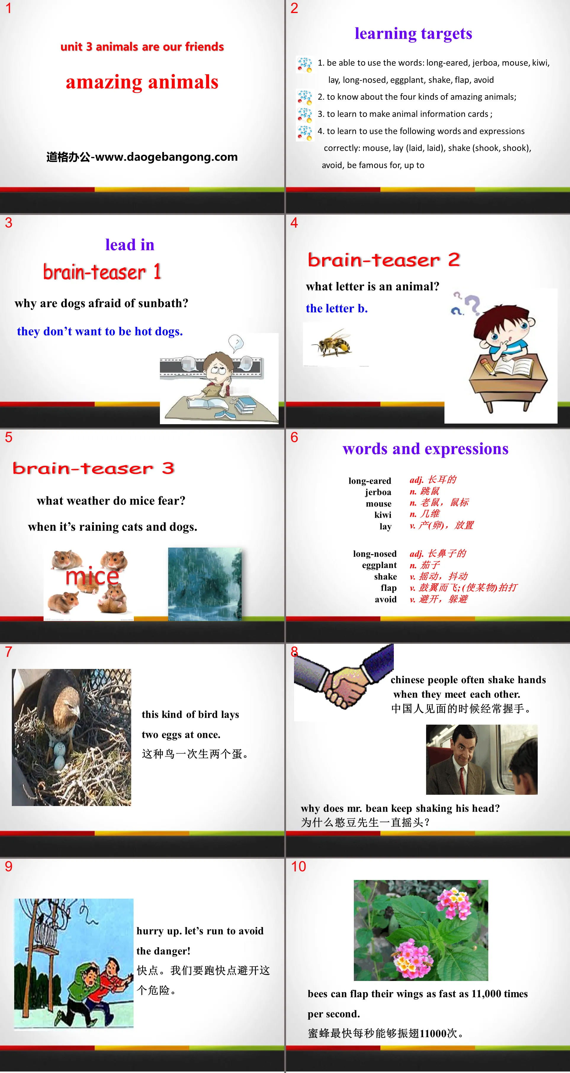 "Amazing Animals" Animals Are Our Friends PPT courseware download