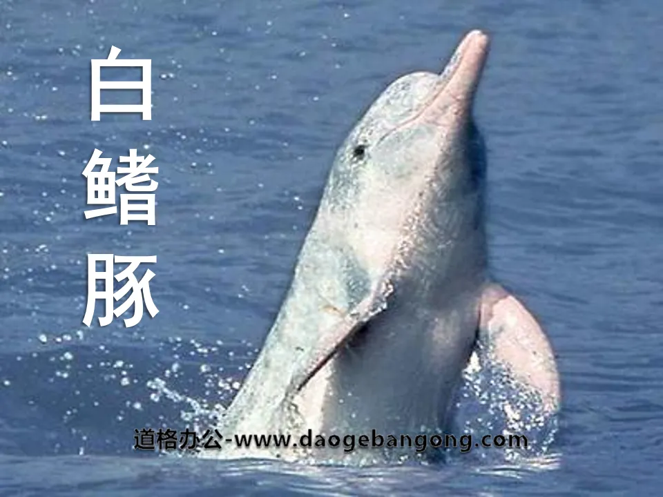 "Baiji Dolphin" PPT courseware 2