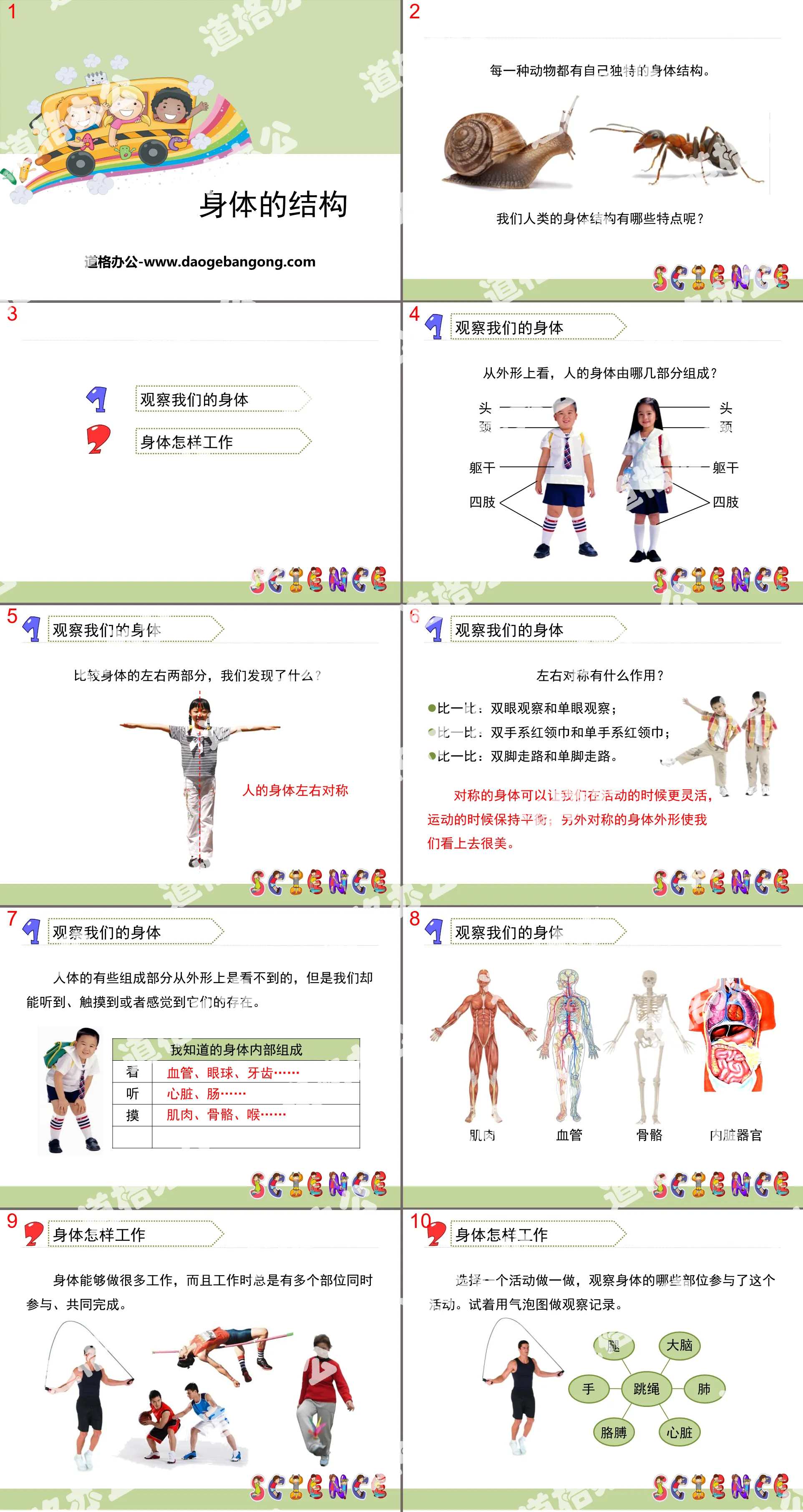 《身体的结构》我们的身体PPT
