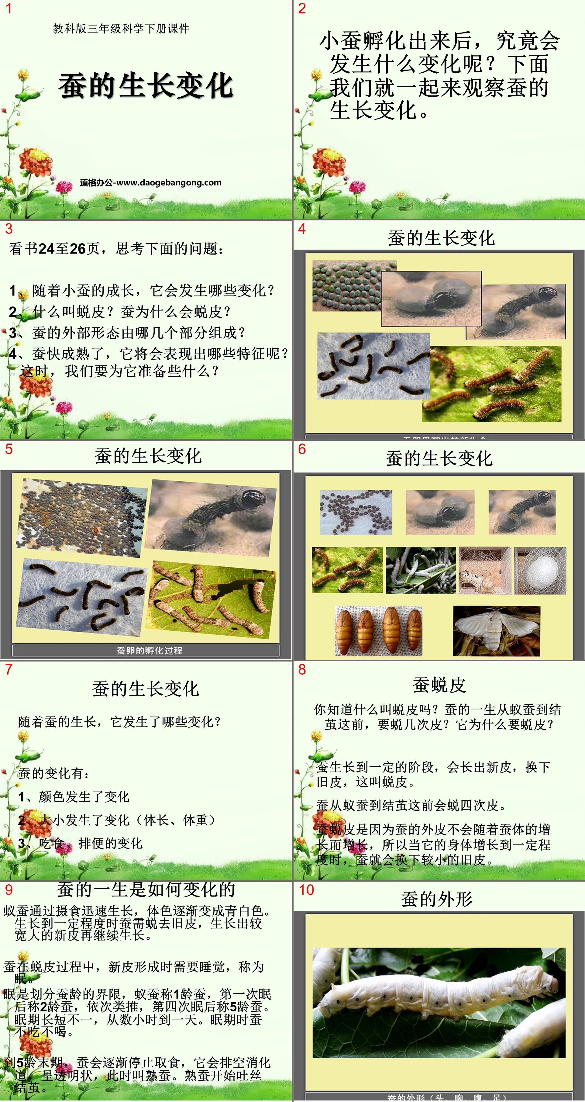 "Growth Changes of Silkworms" Animal Life Cycle PPT Courseware