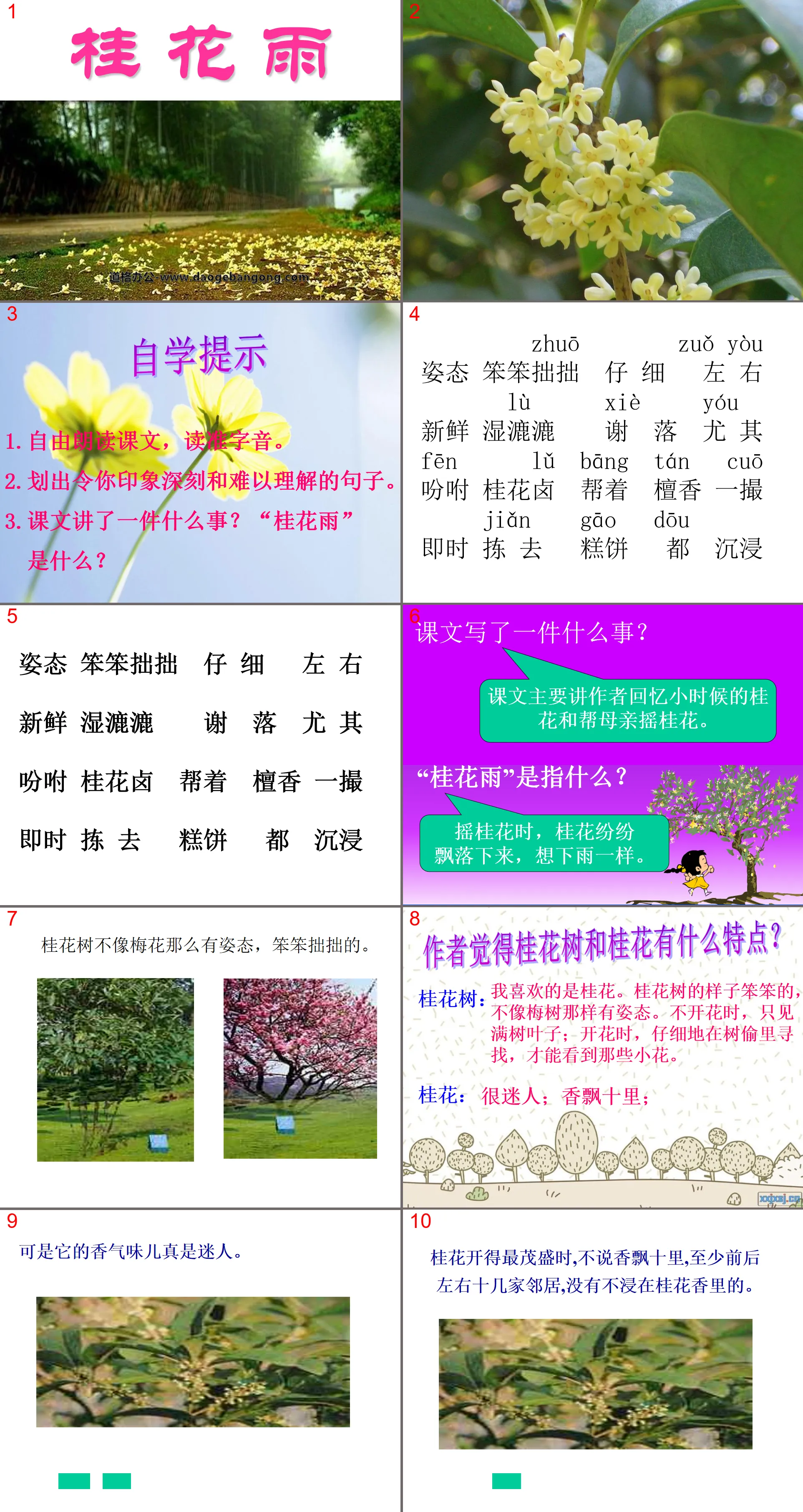 《桂花雨》PPT课件3
