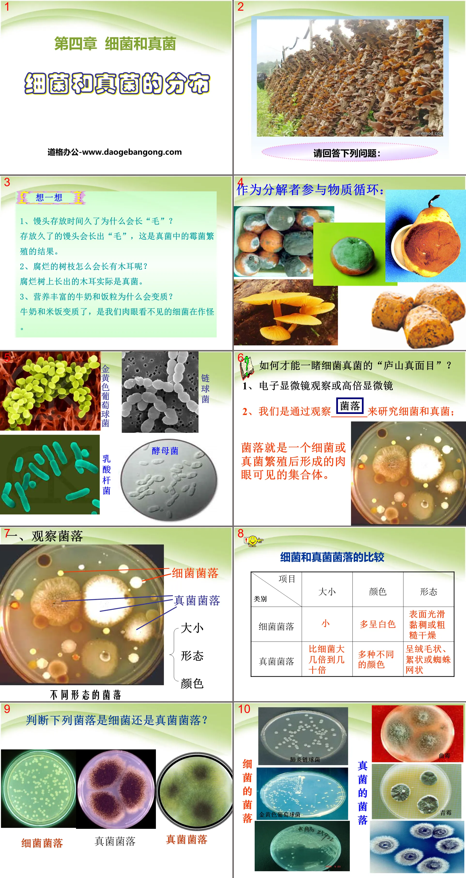 "Distribution of Bacteria and Fungi" Bacteria and Fungi PPT Courseware 4