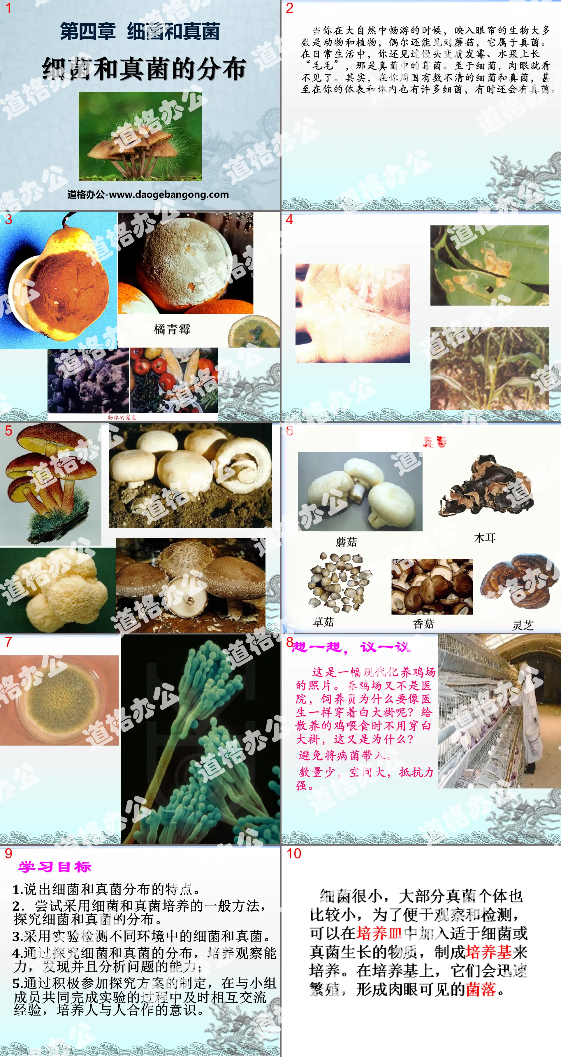 "Distribution of Bacteria and Fungi" Bacteria and Fungi PPT Courseware
