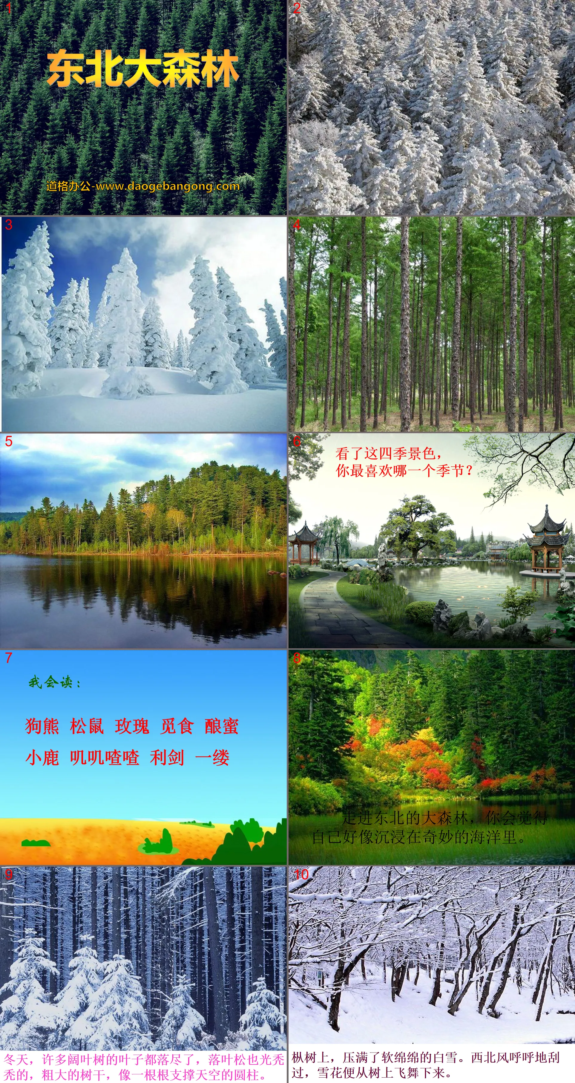 "Northeast Forest" PPT courseware