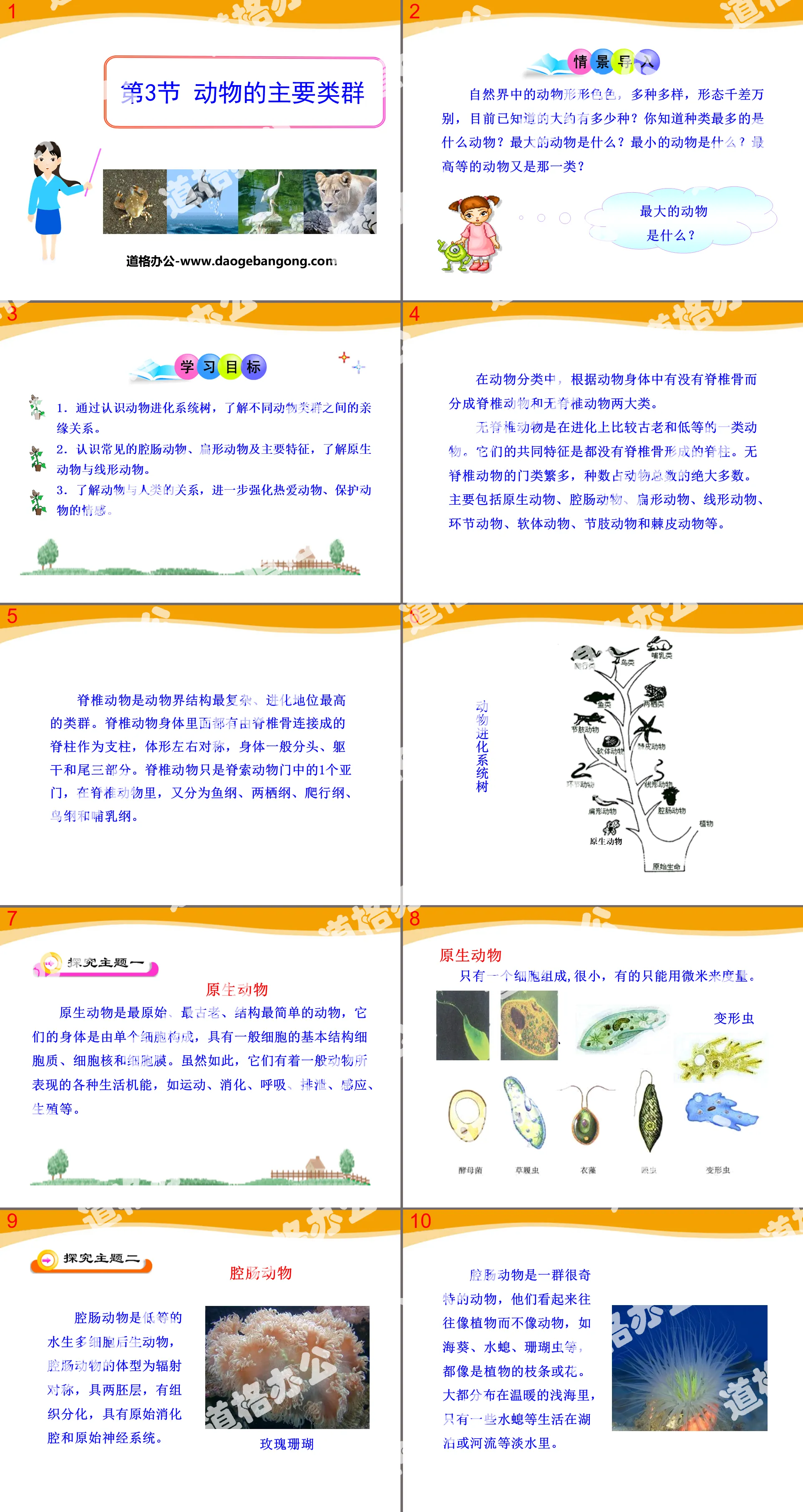 《动物的主要类群》PPT