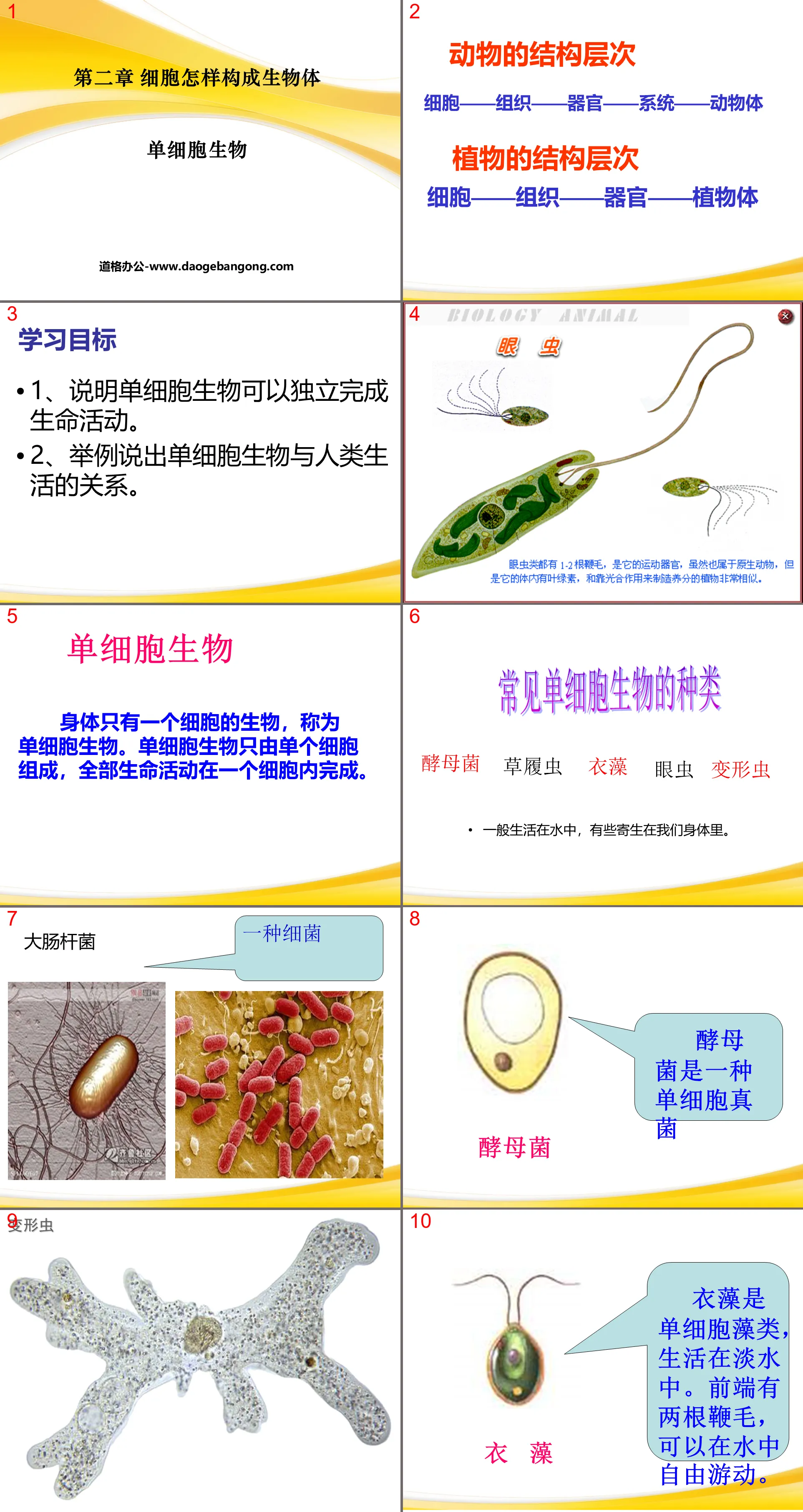 "Single-celled Organisms" How cells constitute organisms PPT courseware 5