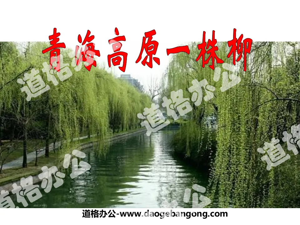 "A Willow on the Qinghai Plateau" PPT courseware 5